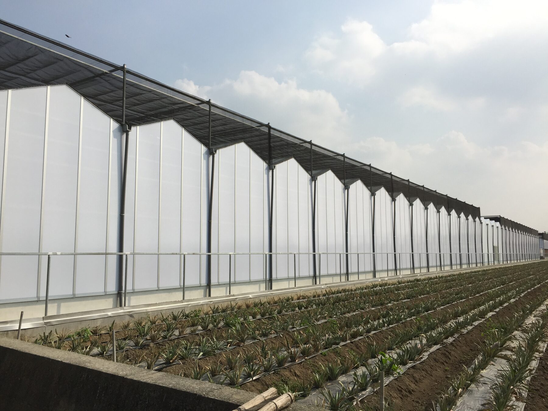 立昕蘭場的山型鋼構防蟲溫室外觀，具輸美溫室資格