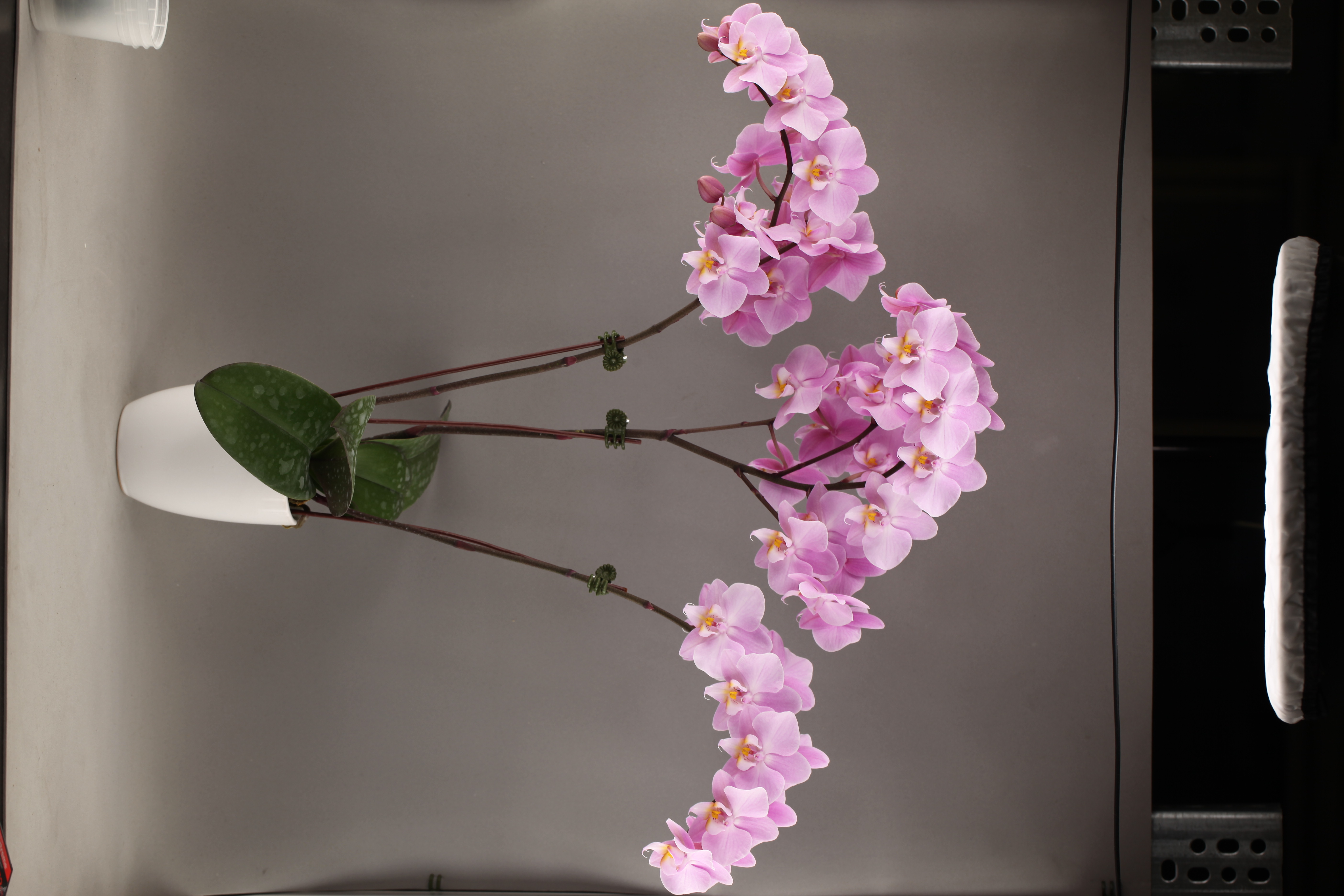C163-3 粉花蝴蝶蘭
