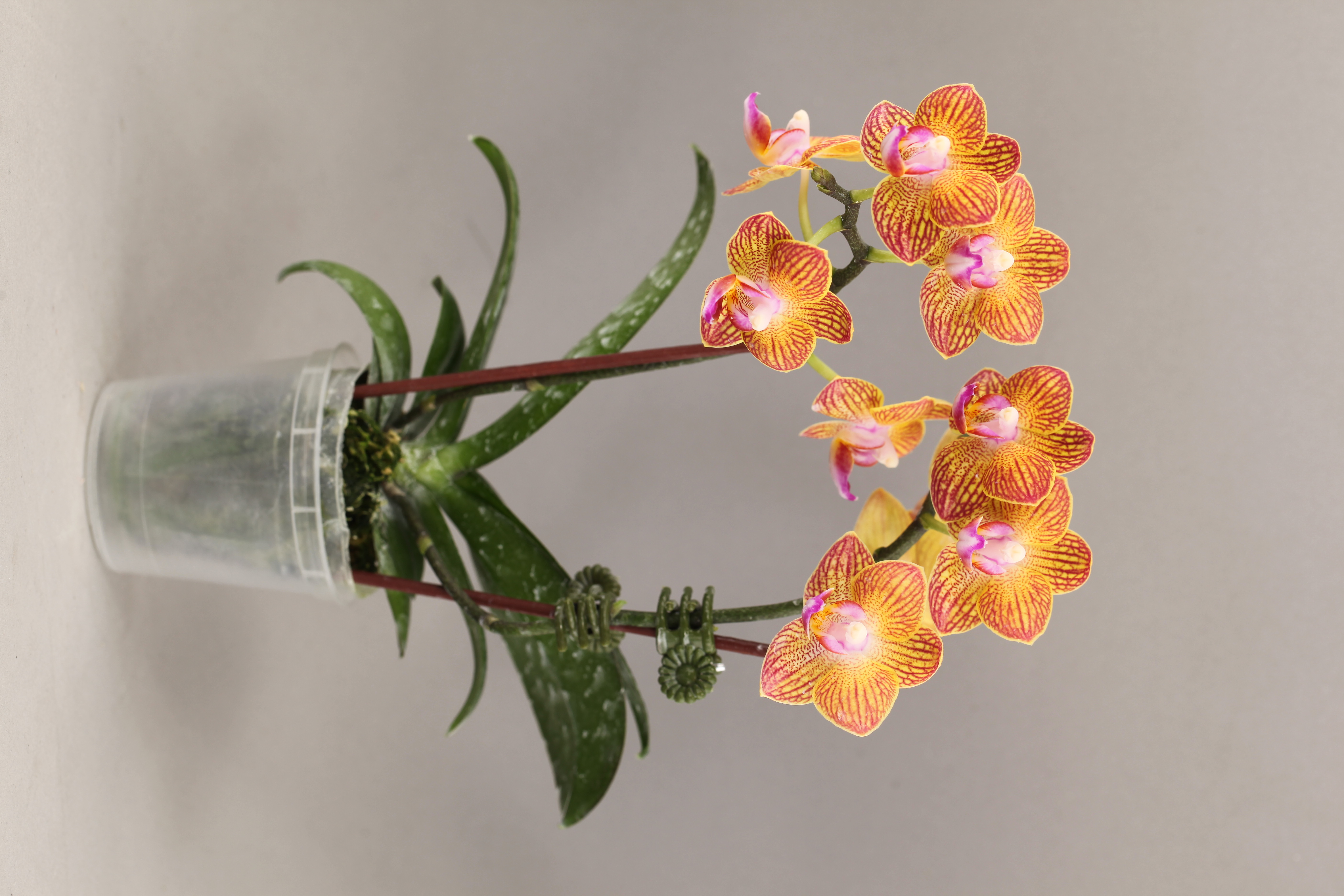 C79-1 橘花蝴蝶蘭