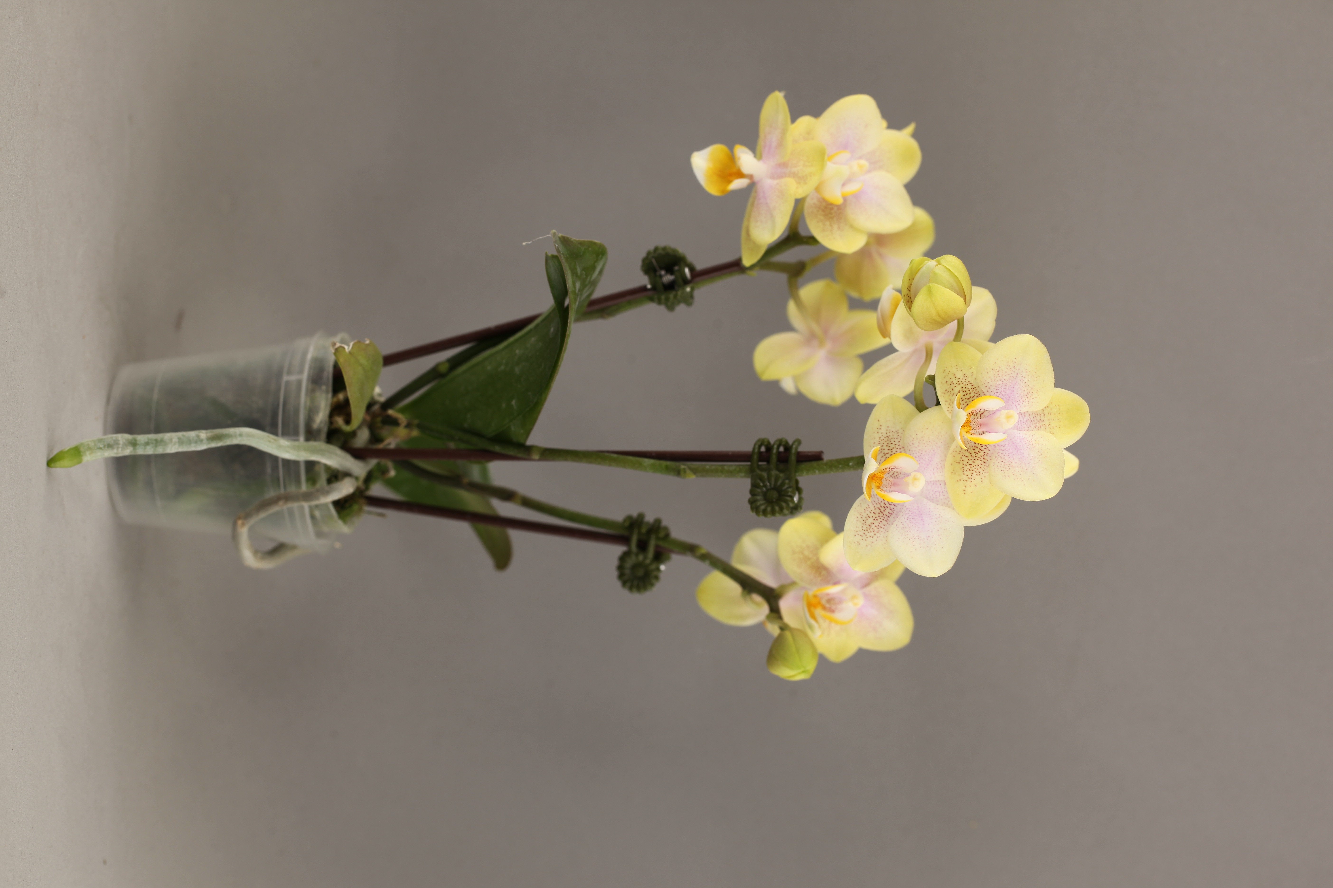 C79-4 黃花斑點蝴蝶蘭
