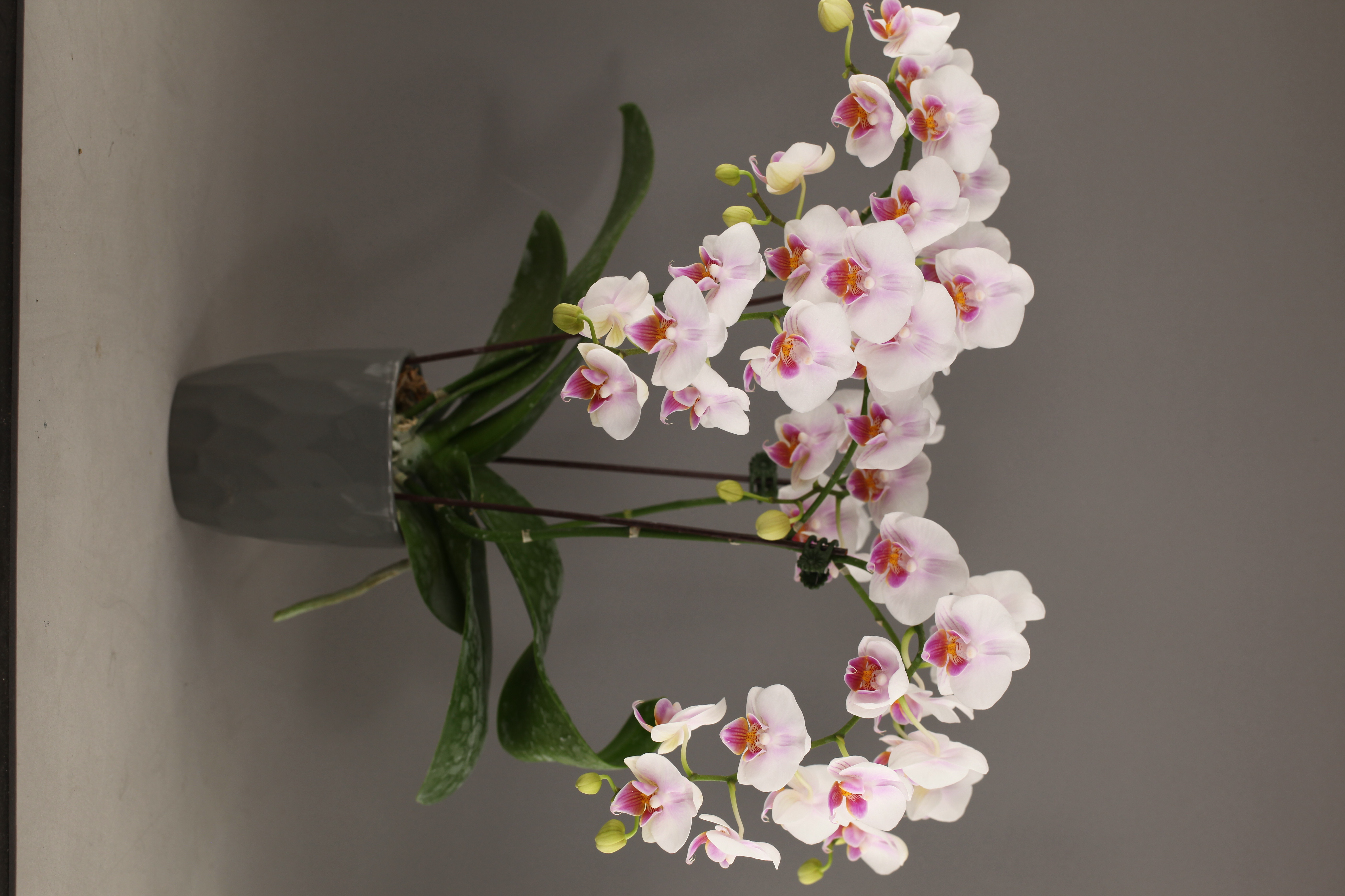 E59-1 白花蝴蝶蘭