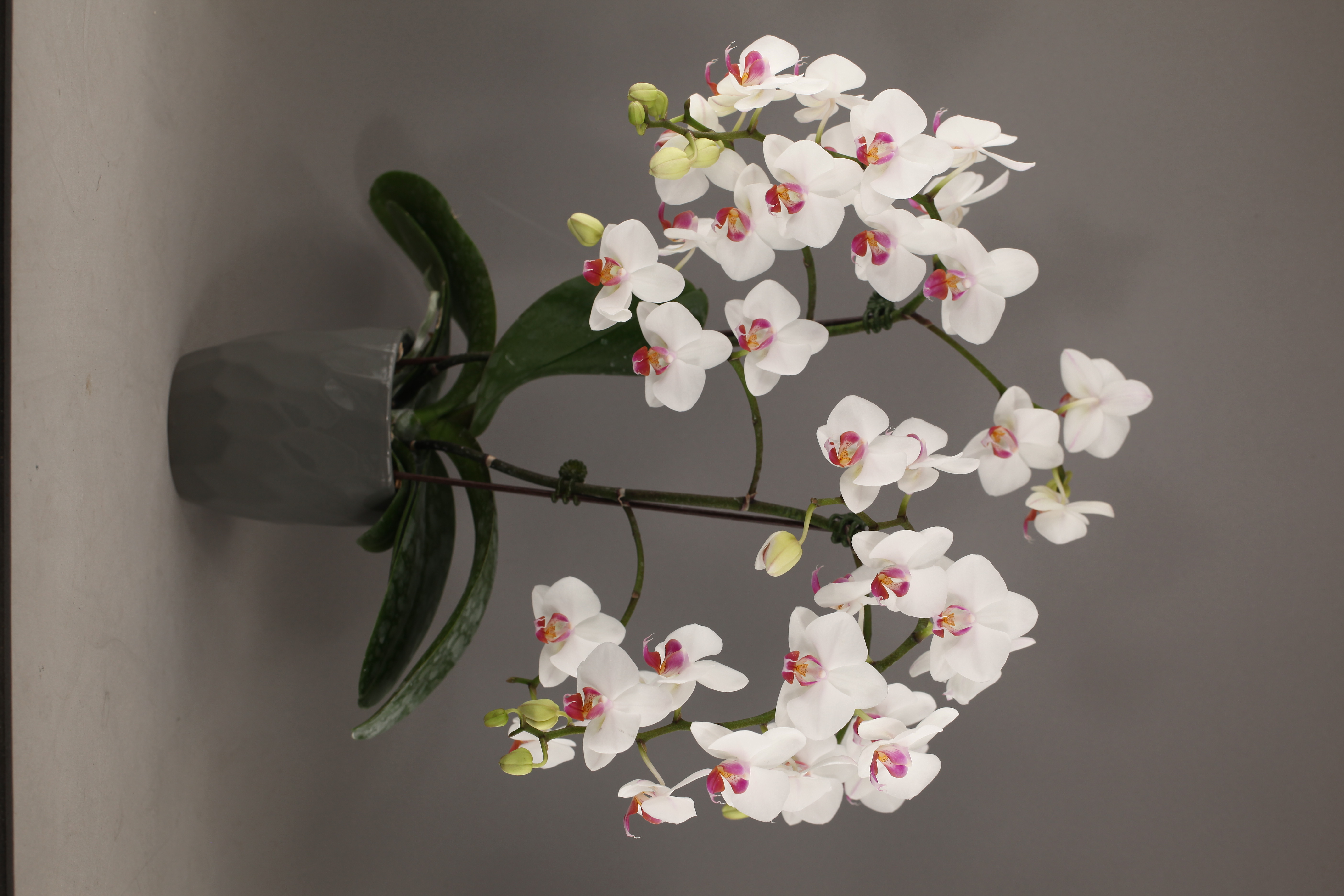 F122-2 白花蝴蝶蘭