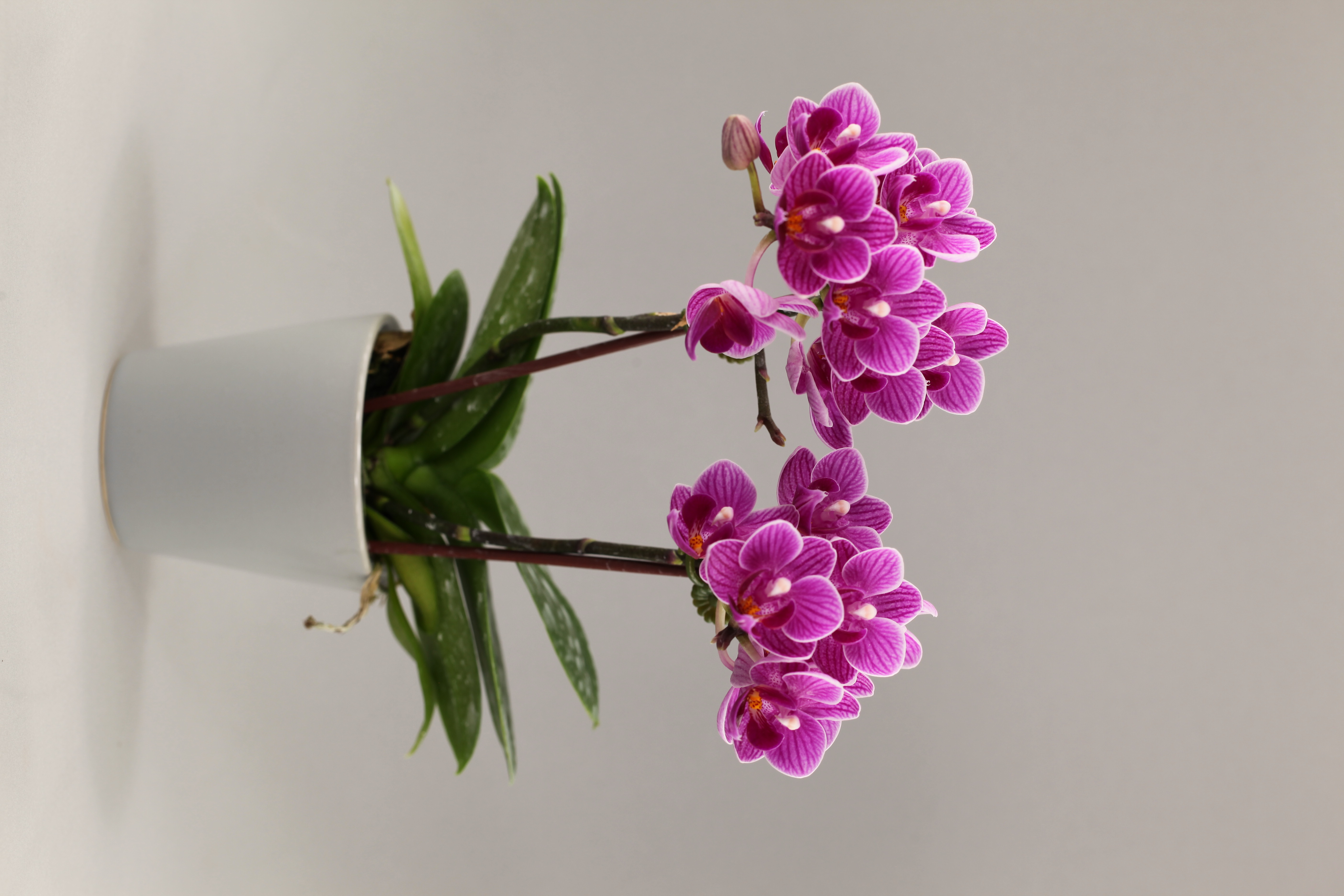 F183-1 紅花蝴蝶蘭