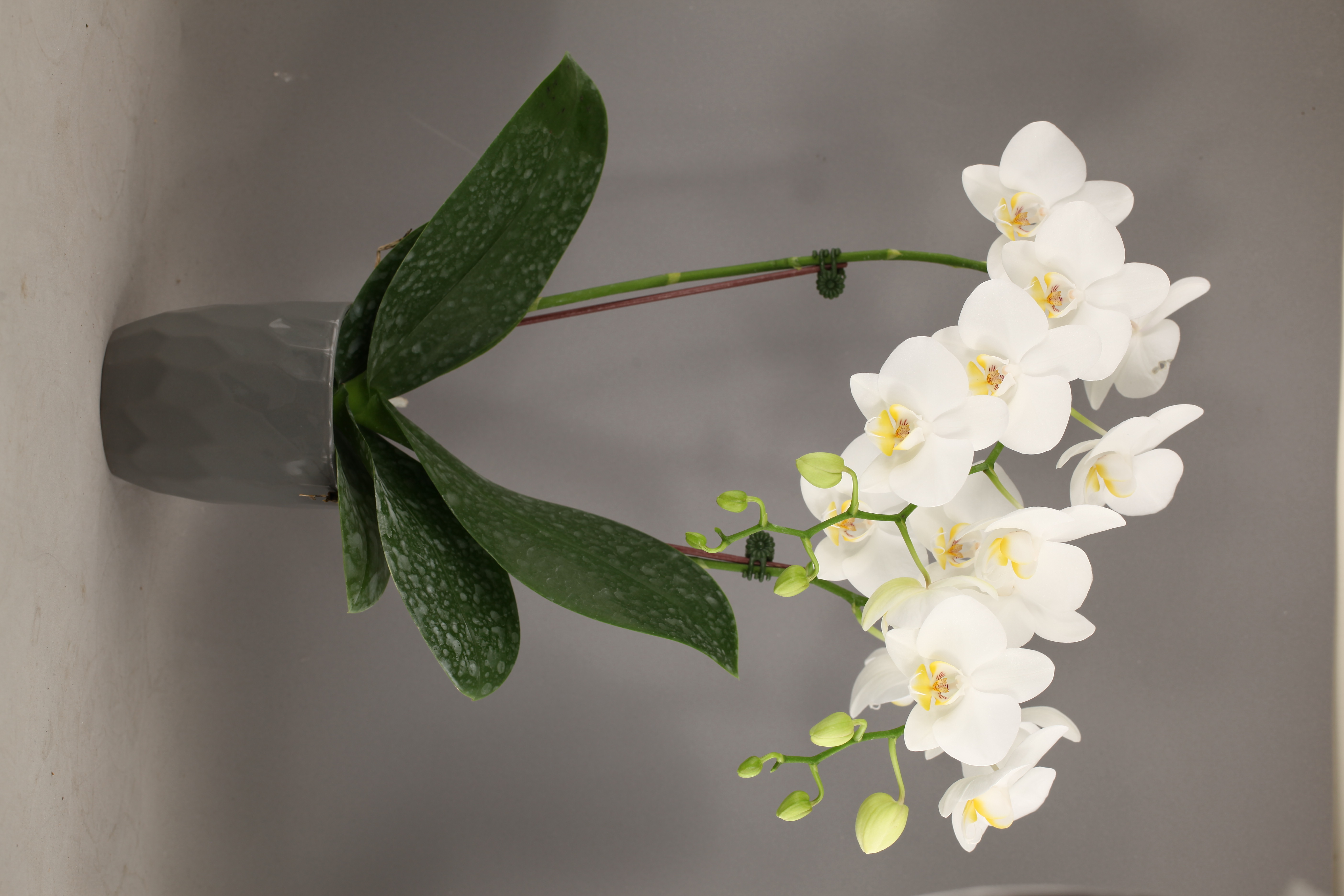 F32-12 白花蝴蝶蘭
