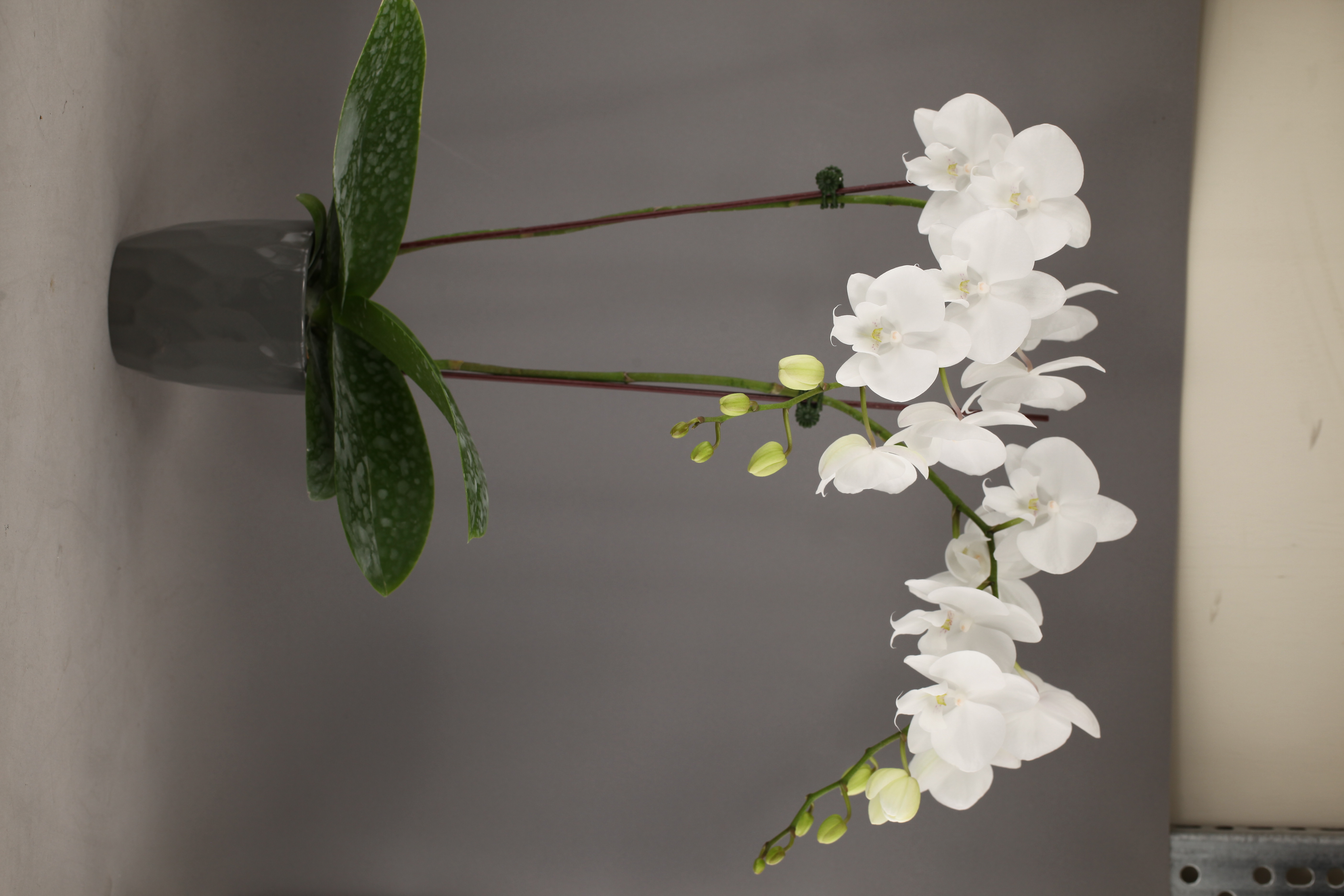F32-3 白花蝴蝶蘭