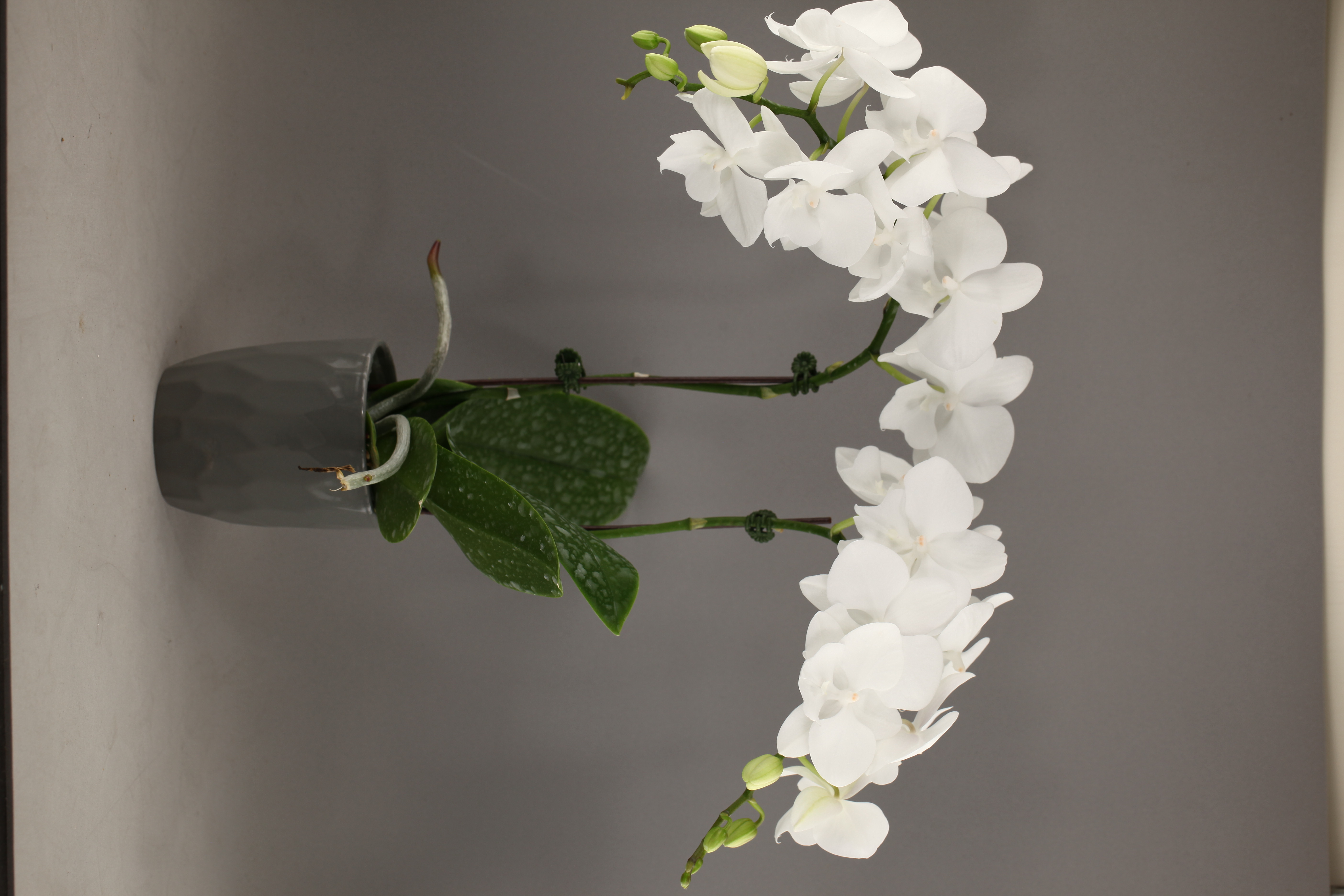 F32-6 白花蝴蝶蘭