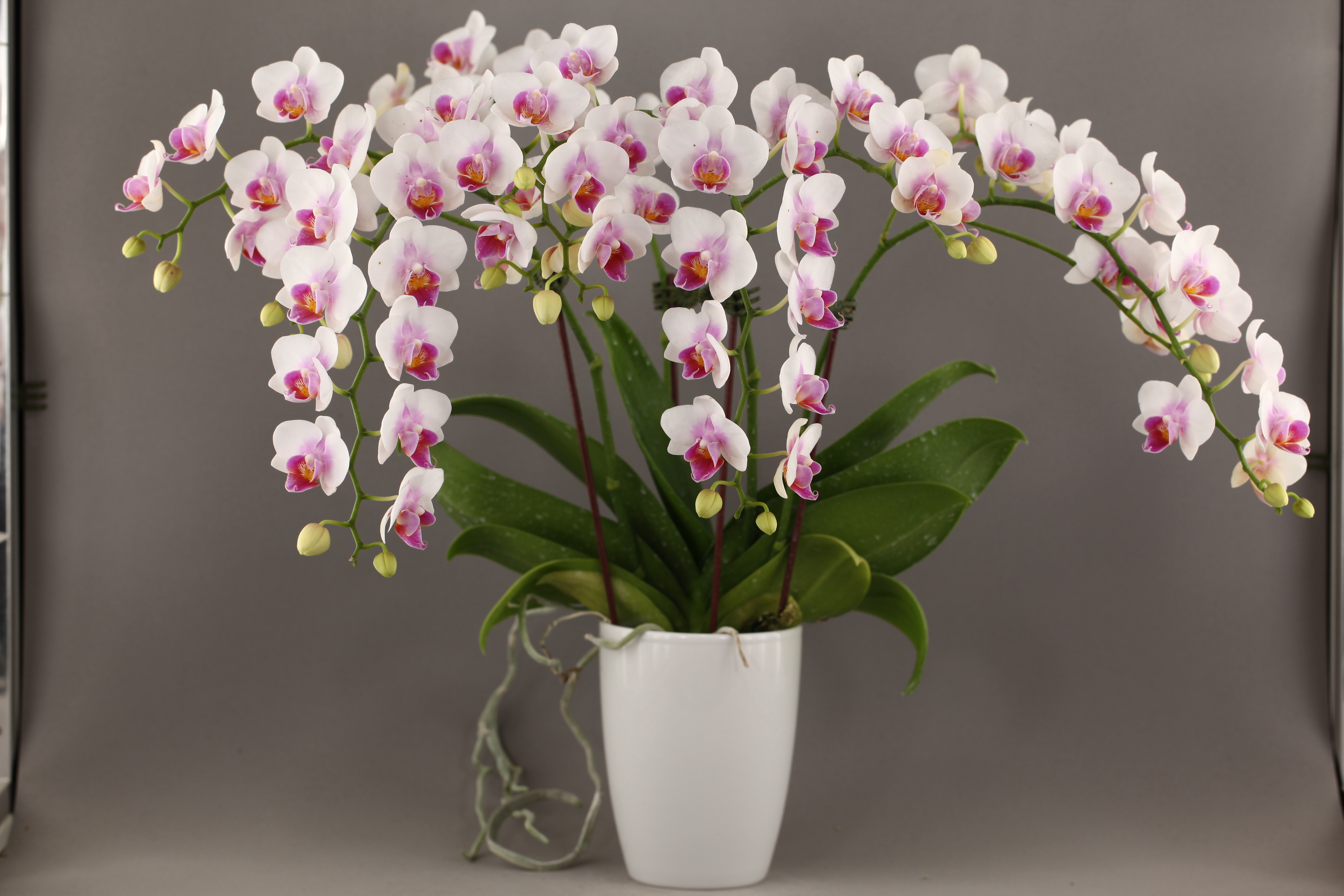 F36-1 白花蝴蝶蘭
