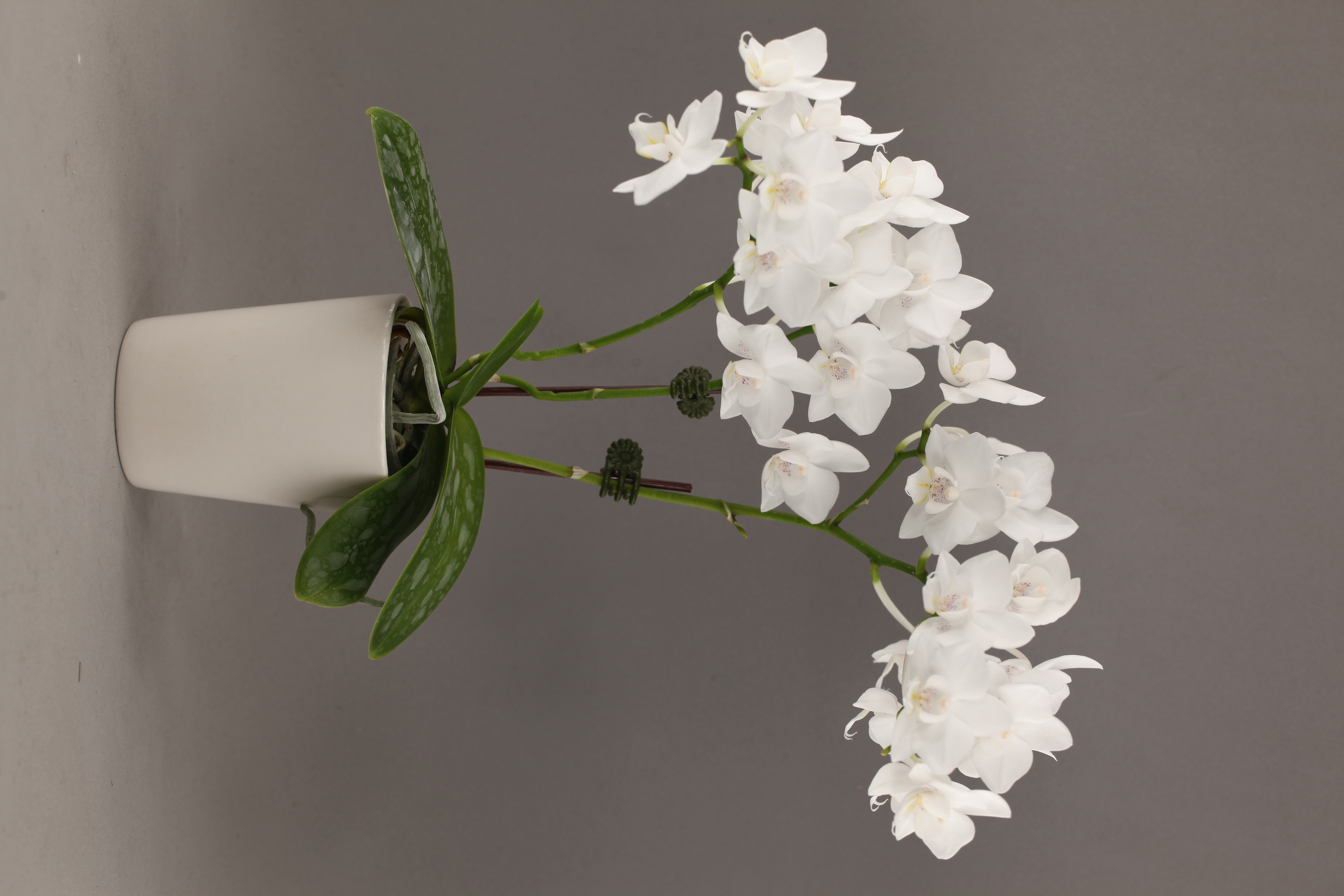 F43-1 白花蝴蝶蘭
