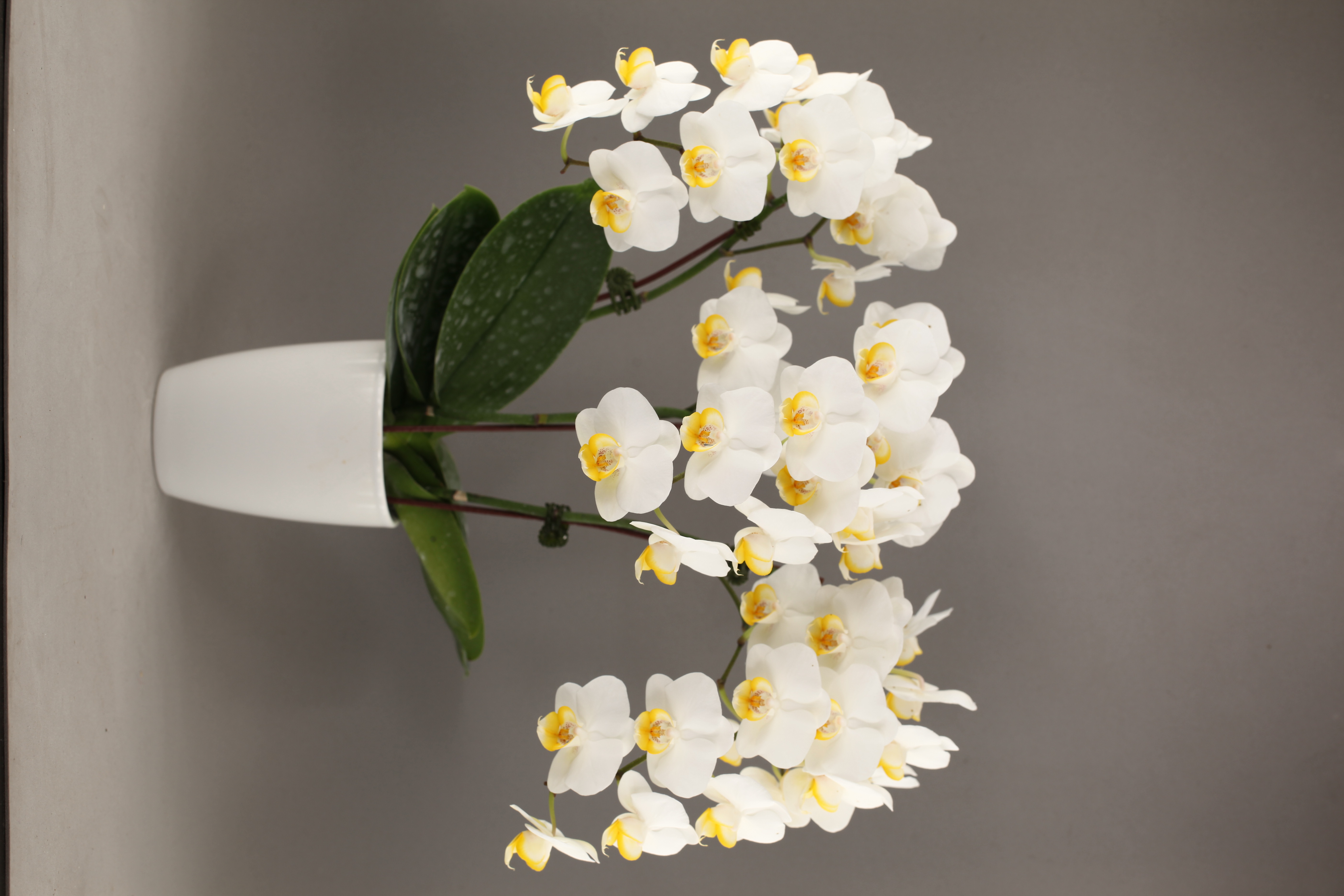 F94-1 白花蝴蝶蘭
