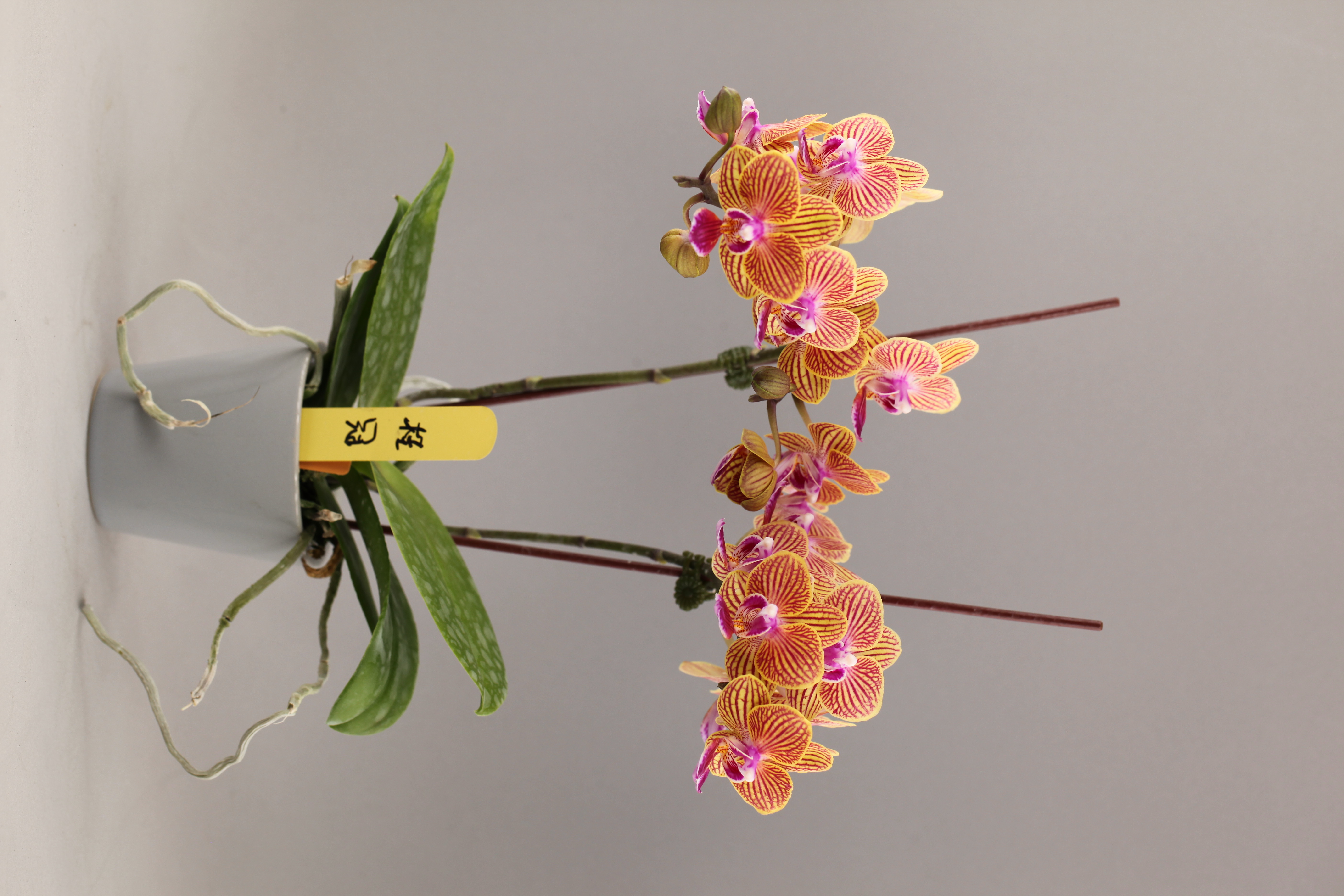 G132-5 黃花蝴蝶蘭
