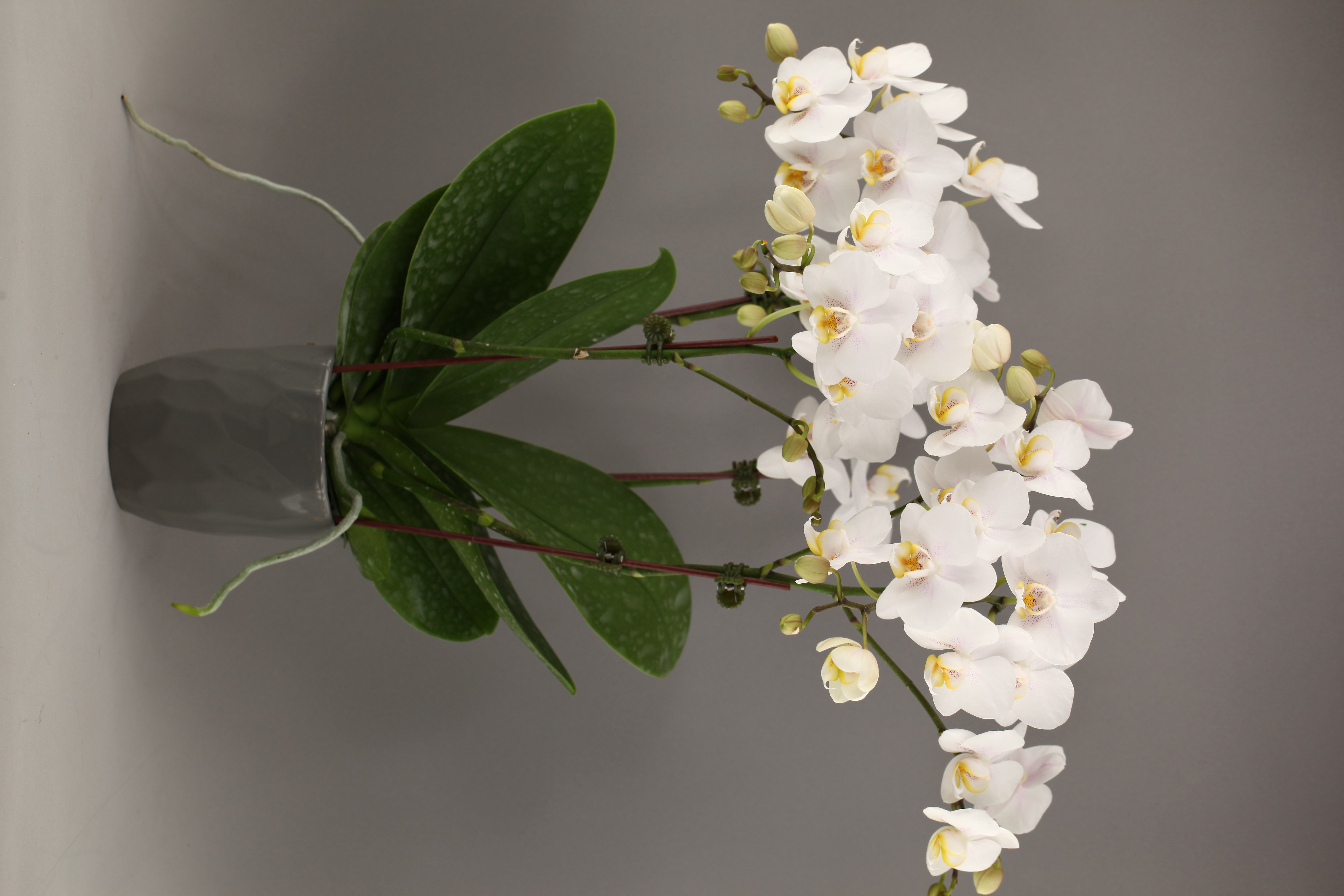 G53-1 白花蝴蝶蘭