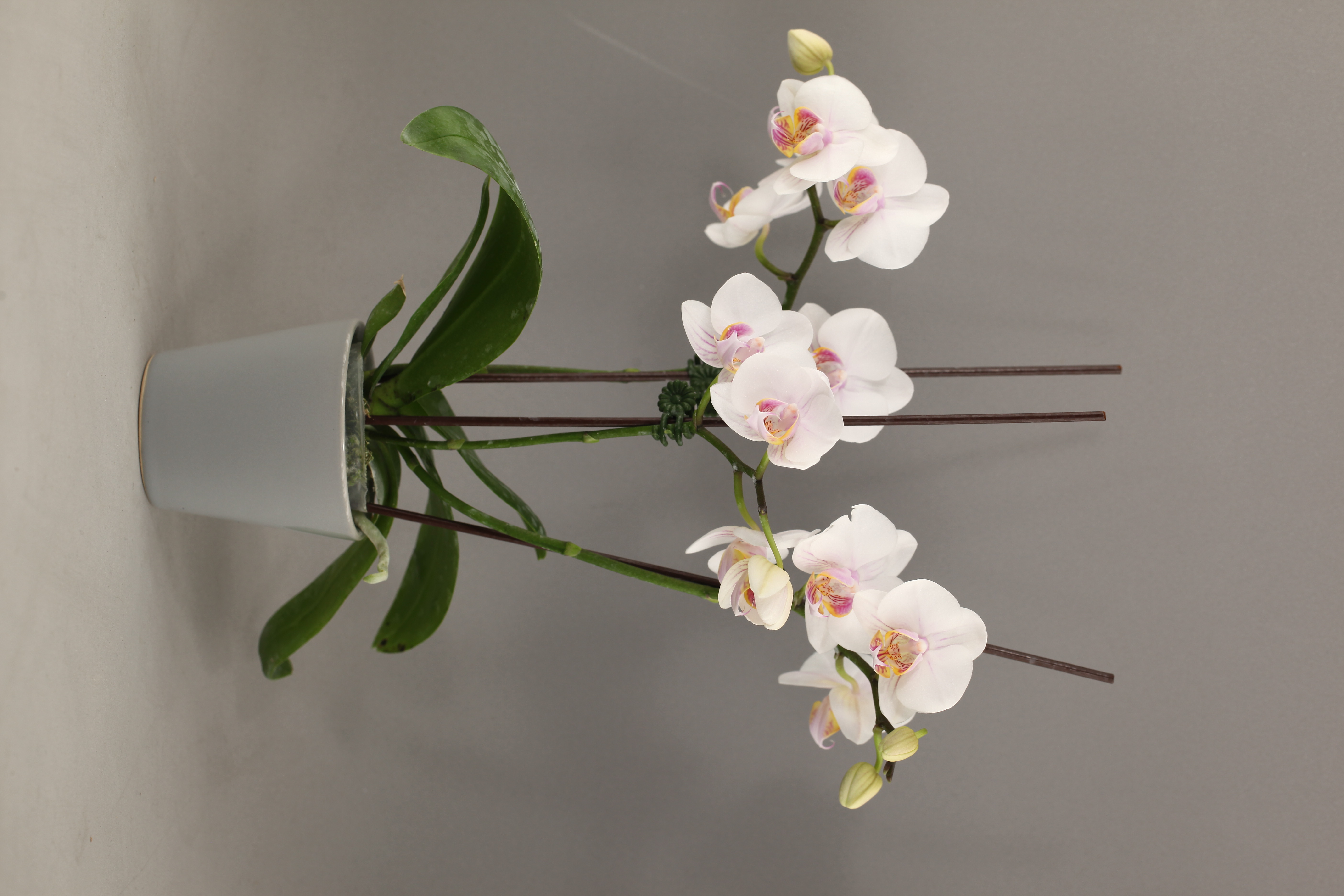 G55-1 白花蝴蝶蘭