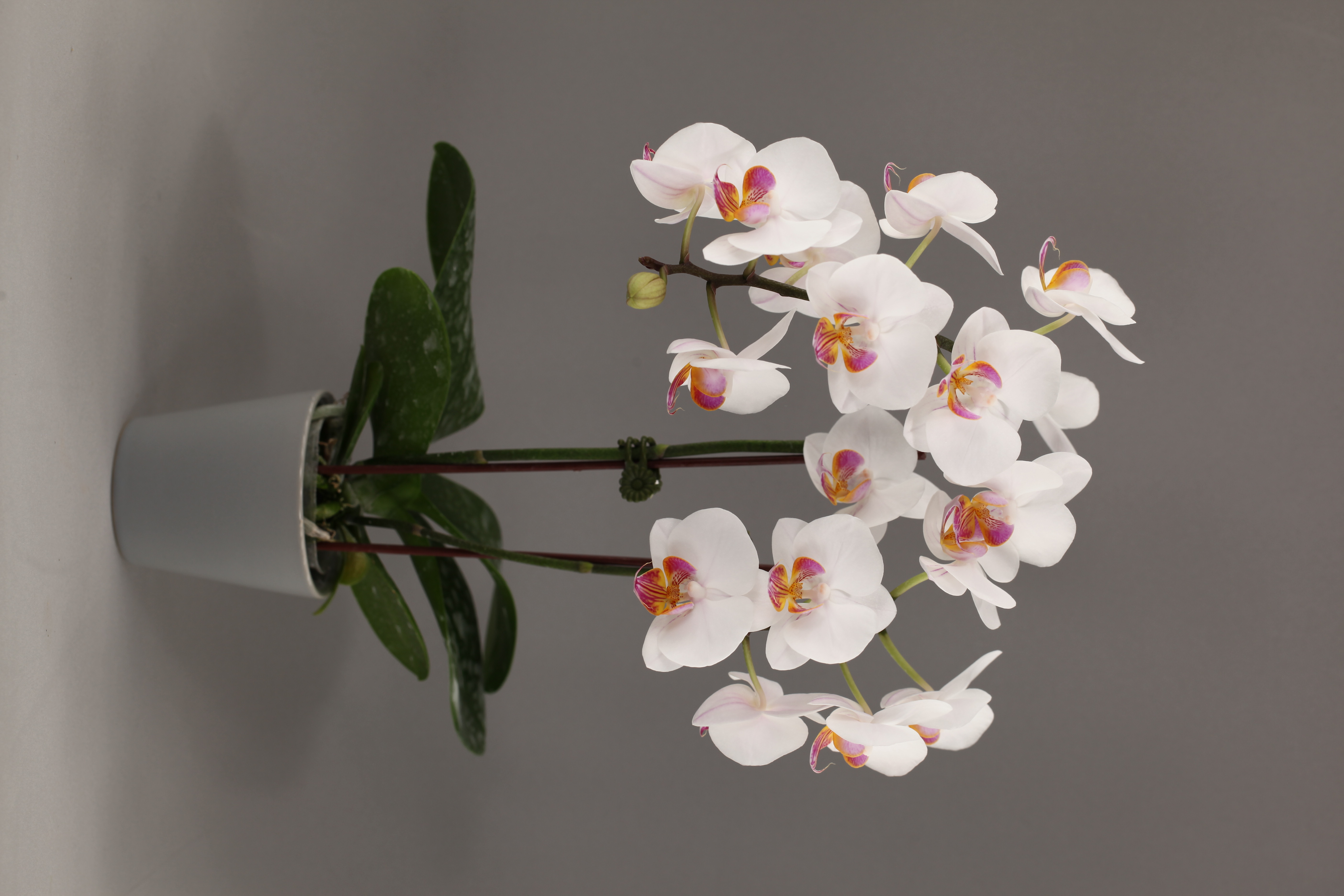 G55-2 白花蝴蝶蘭