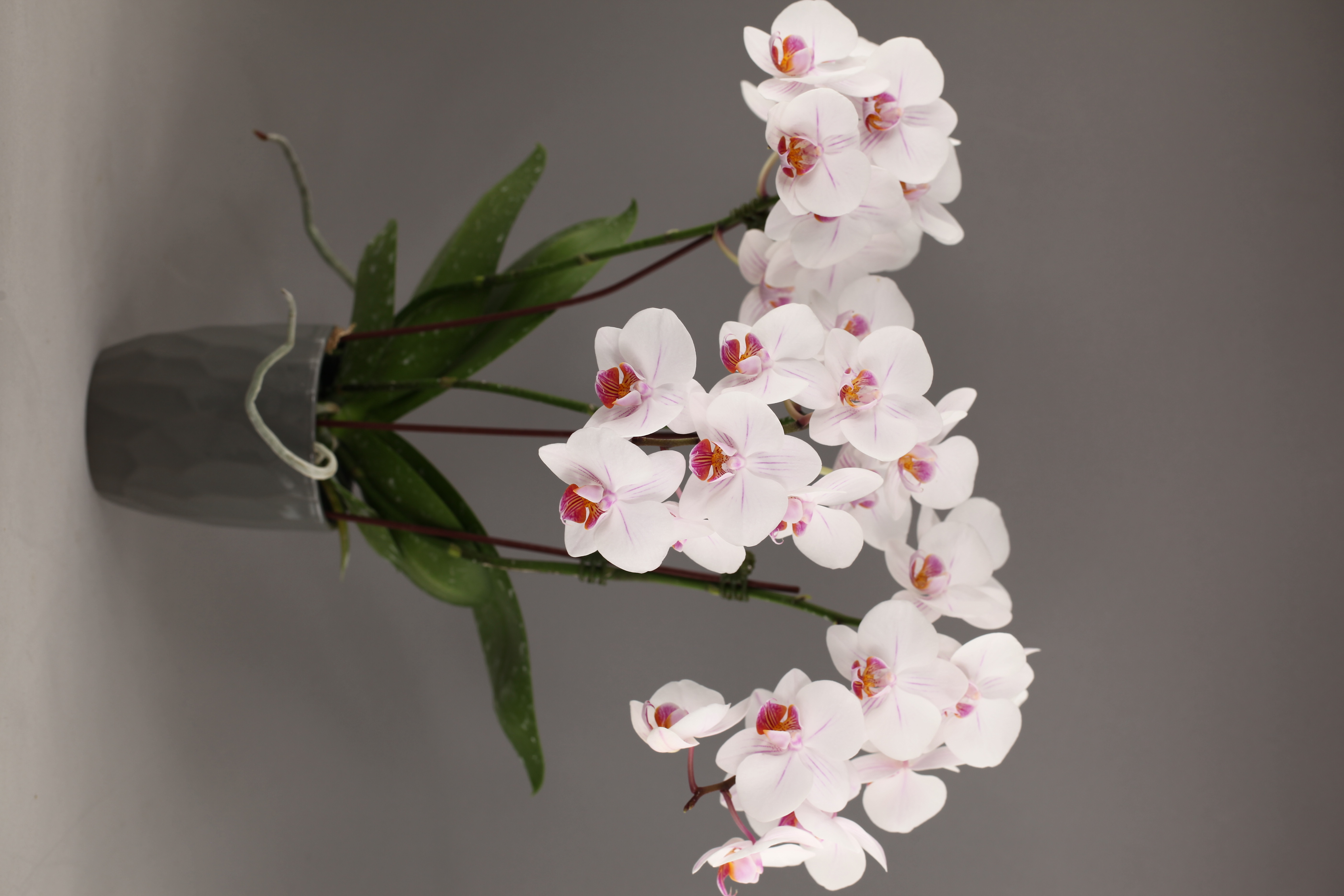 G55-3 白花香蝴蝶蘭
