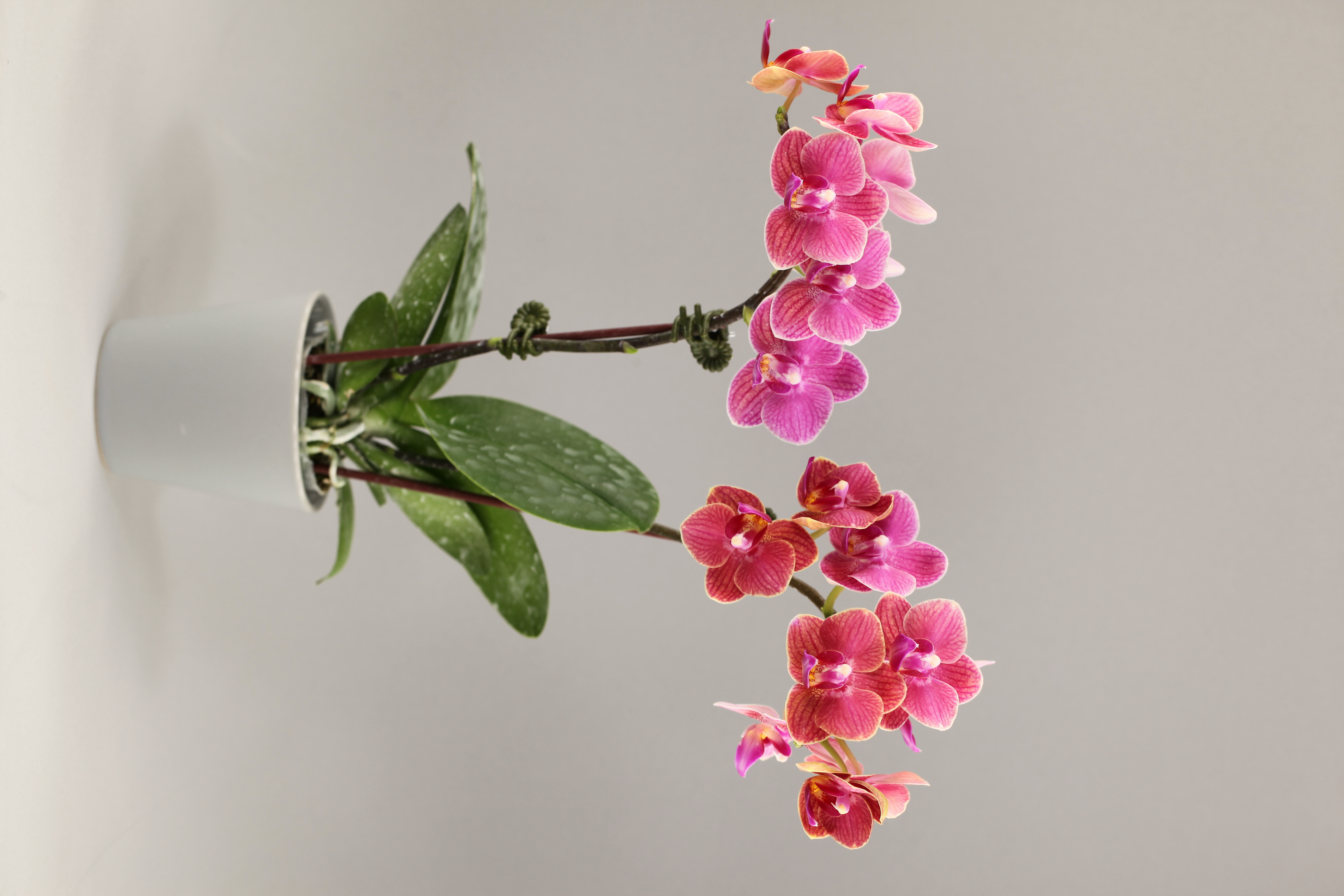 G58-2 橘花蝴蝶蘭