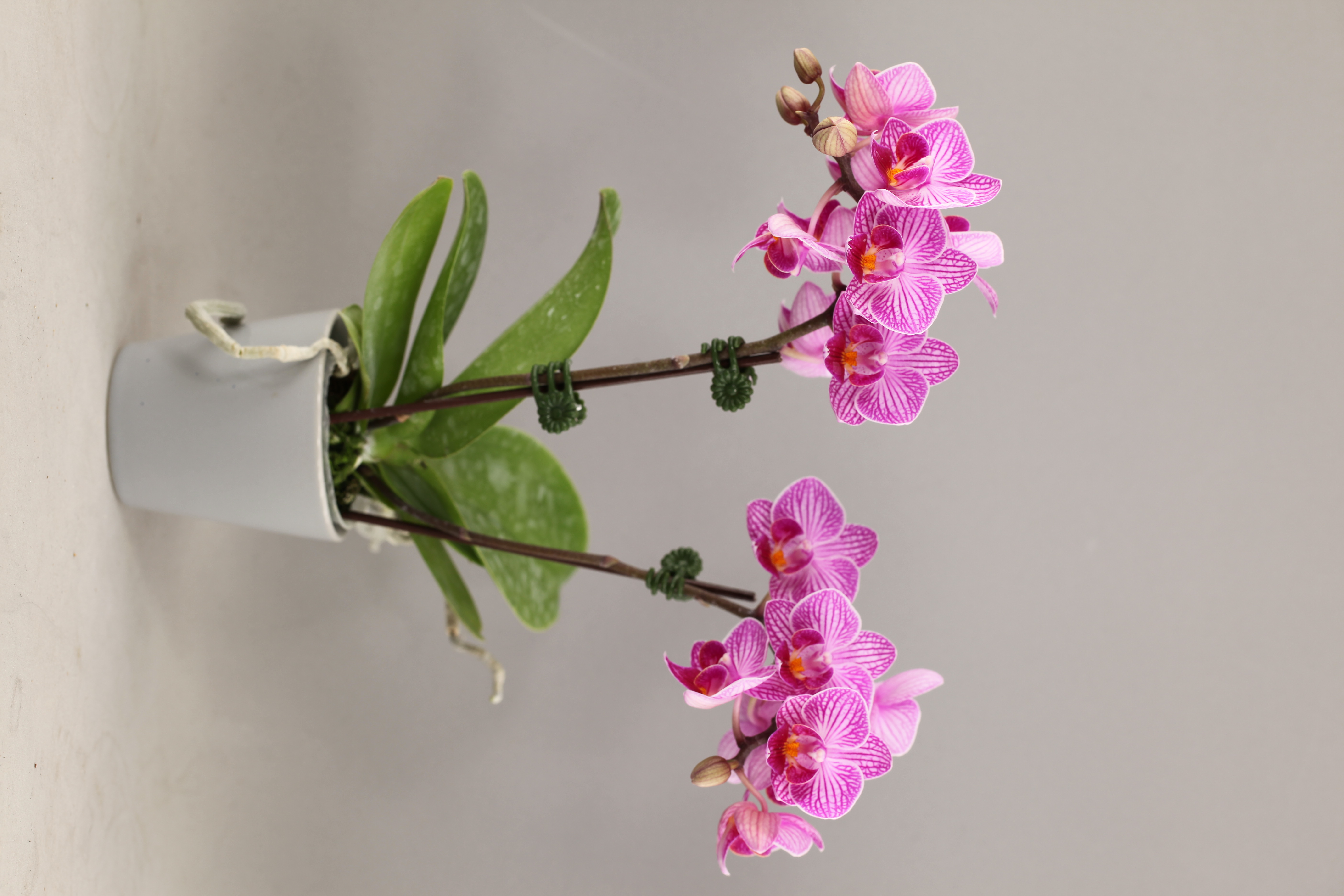 G75-3 線條蝴蝶蘭