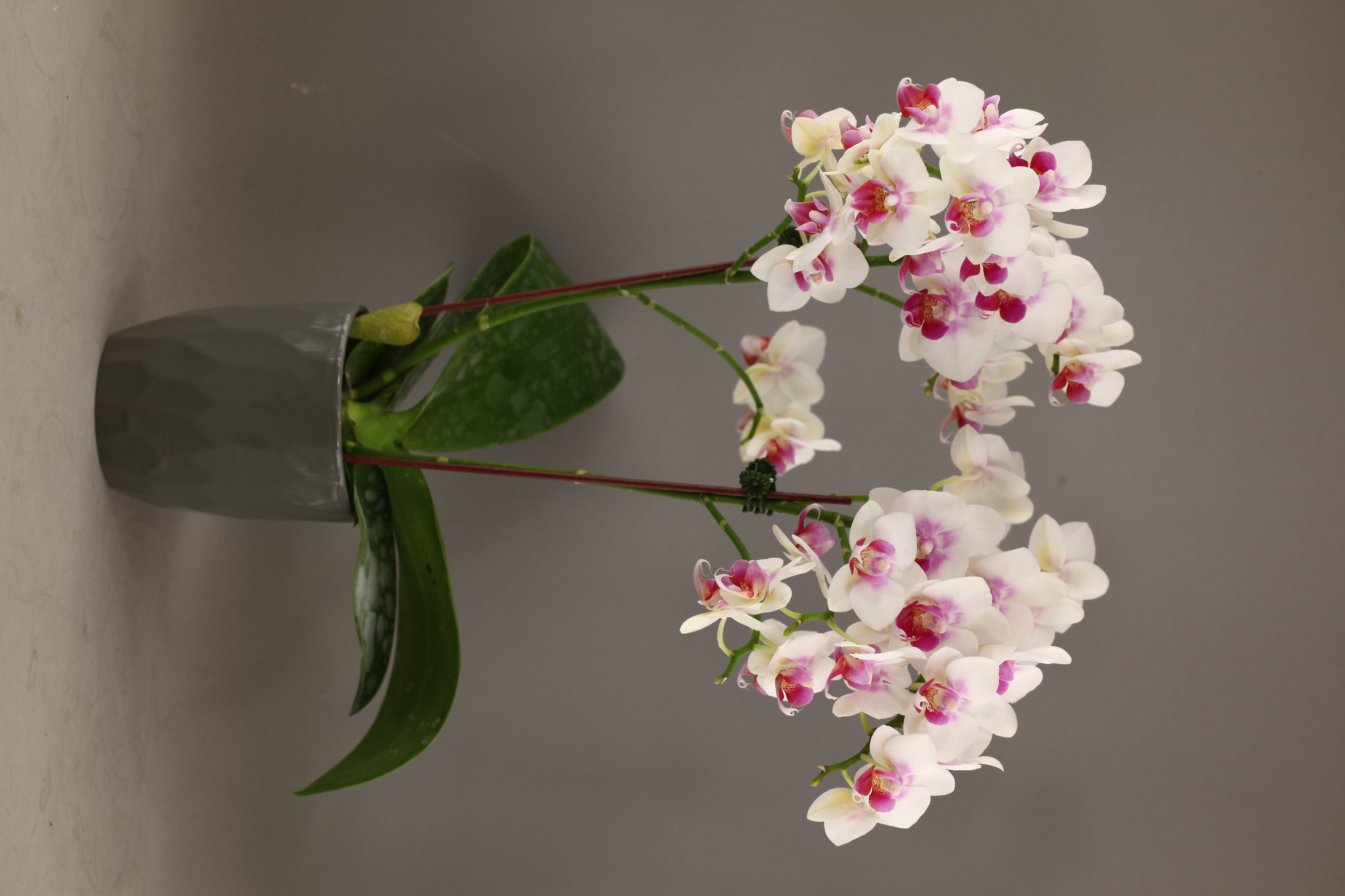 G76-3 白花香蝴蝶蘭
