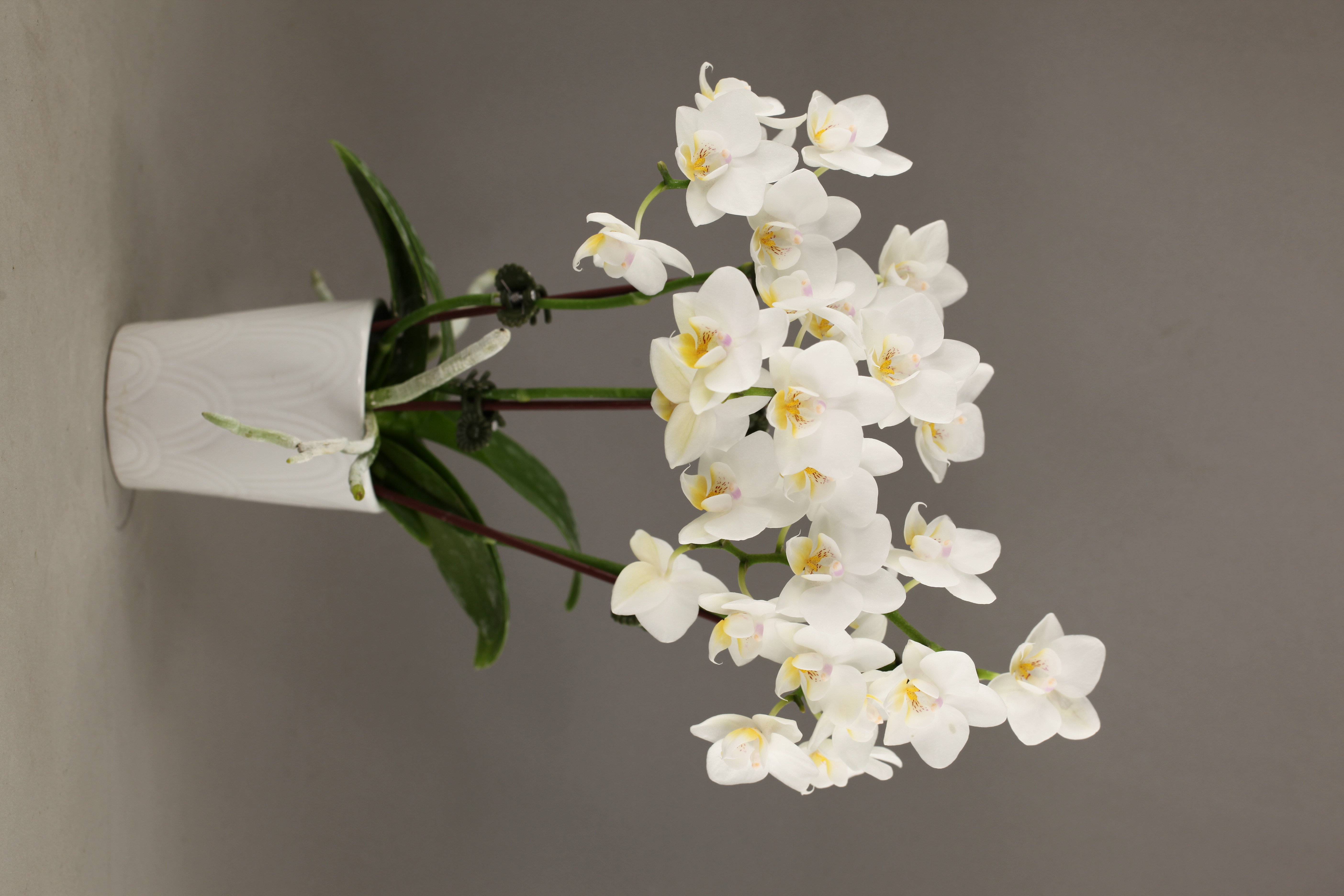 G92-1 白花蝴蝶蘭