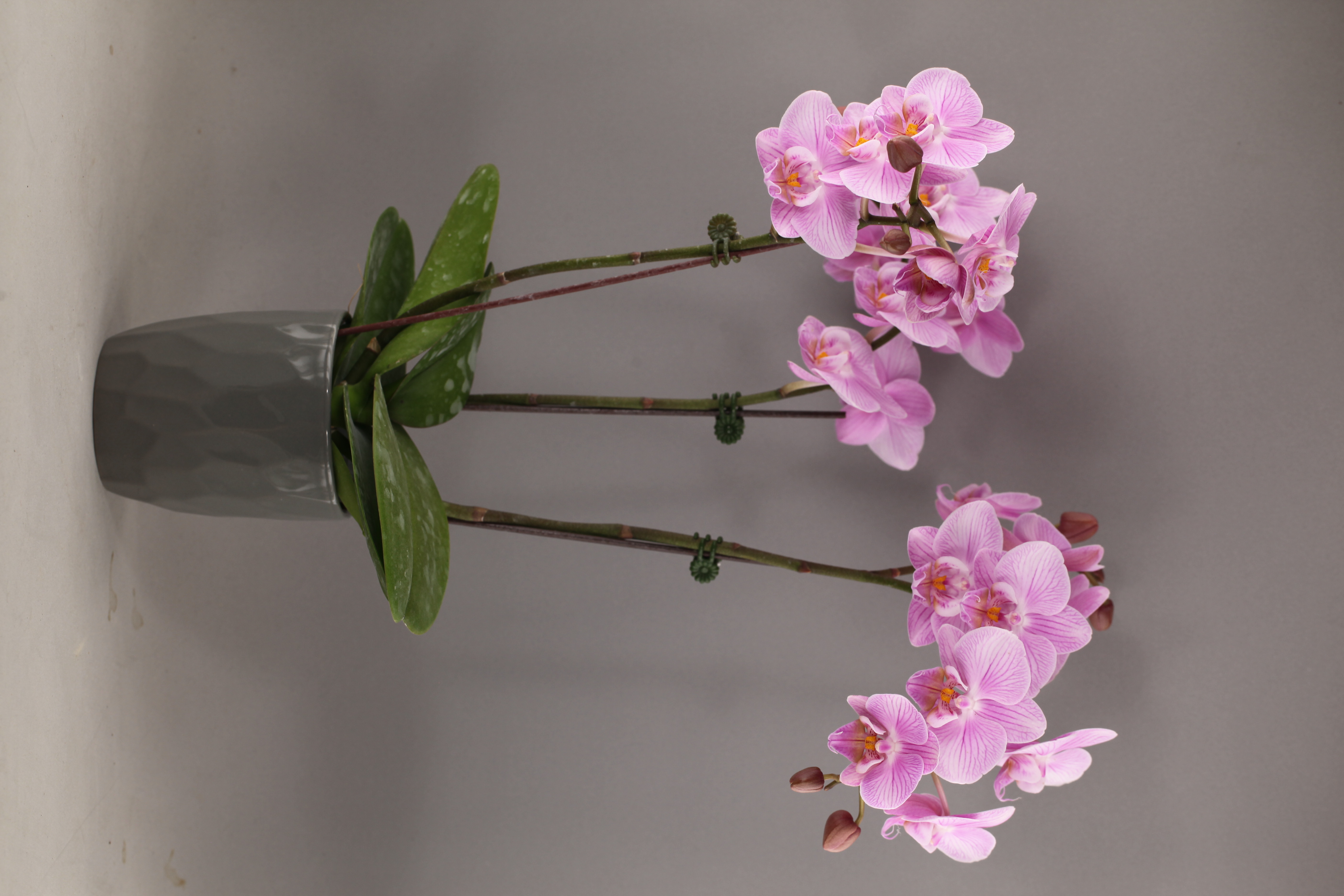 H20-1 粉花蝴蝶蘭
