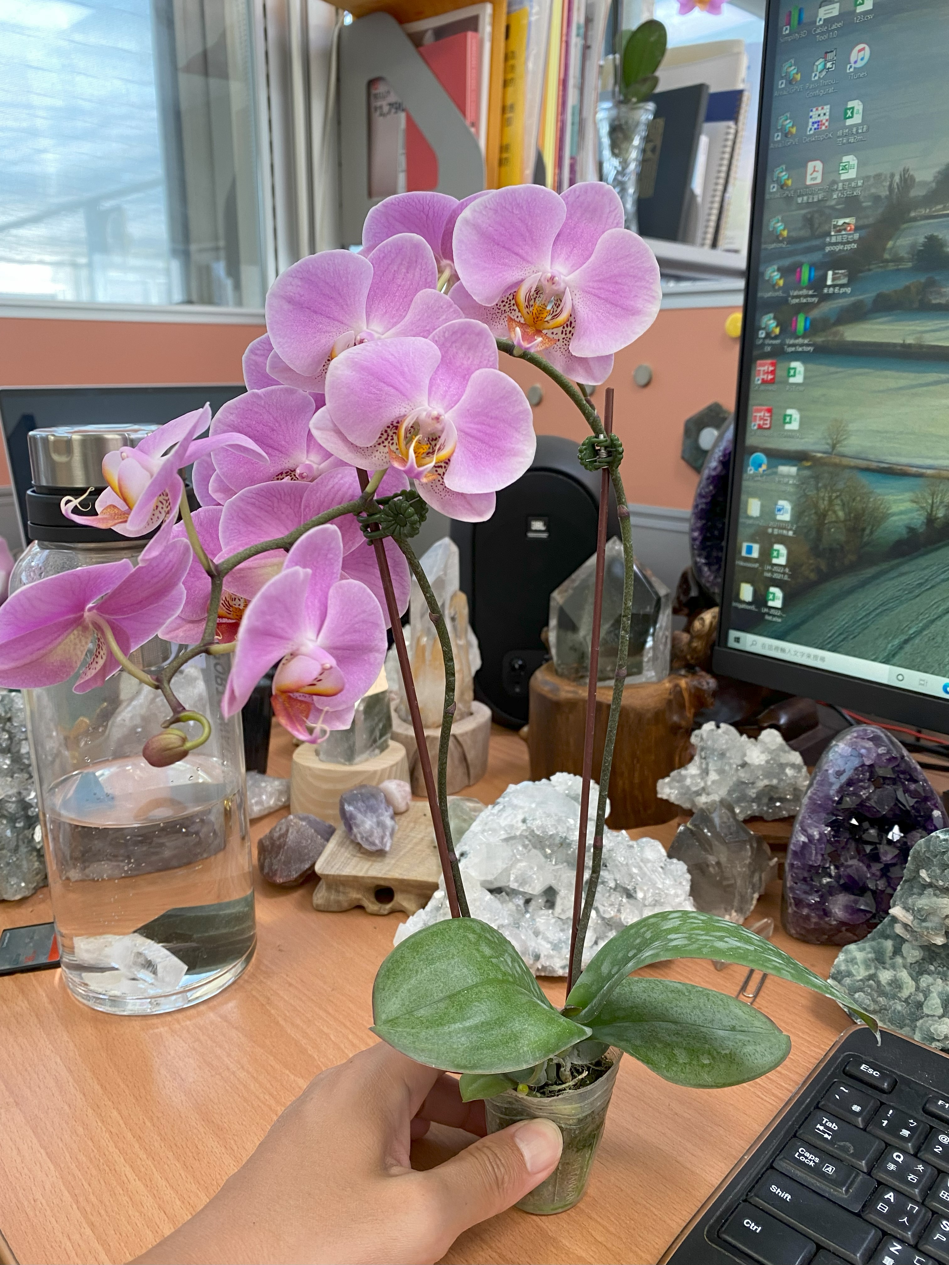 H32-1 大花粉蝴蝶蘭
