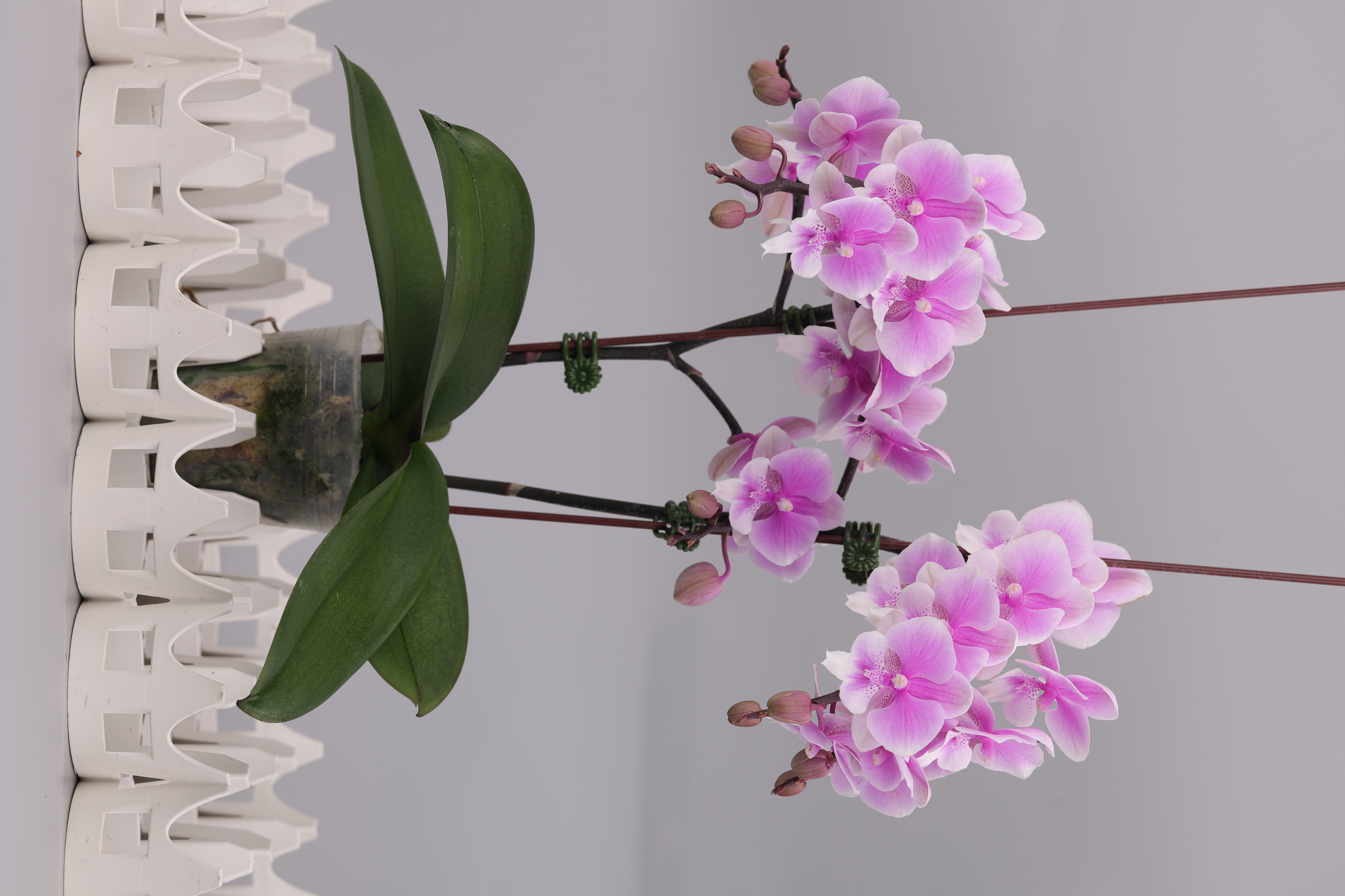 I139-1 粉花蝴蝶蘭