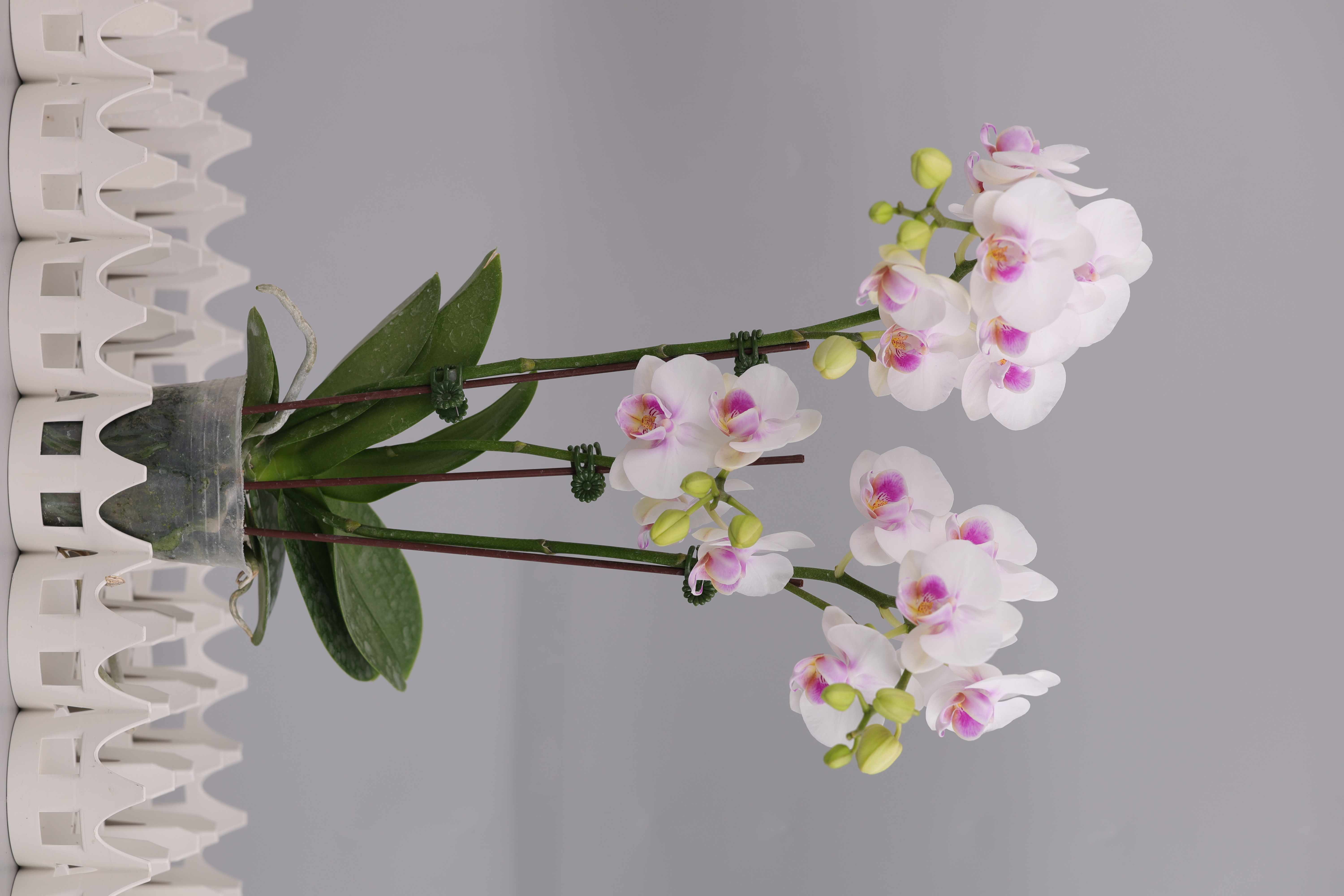 I41-1 白花蝴蝶蘭