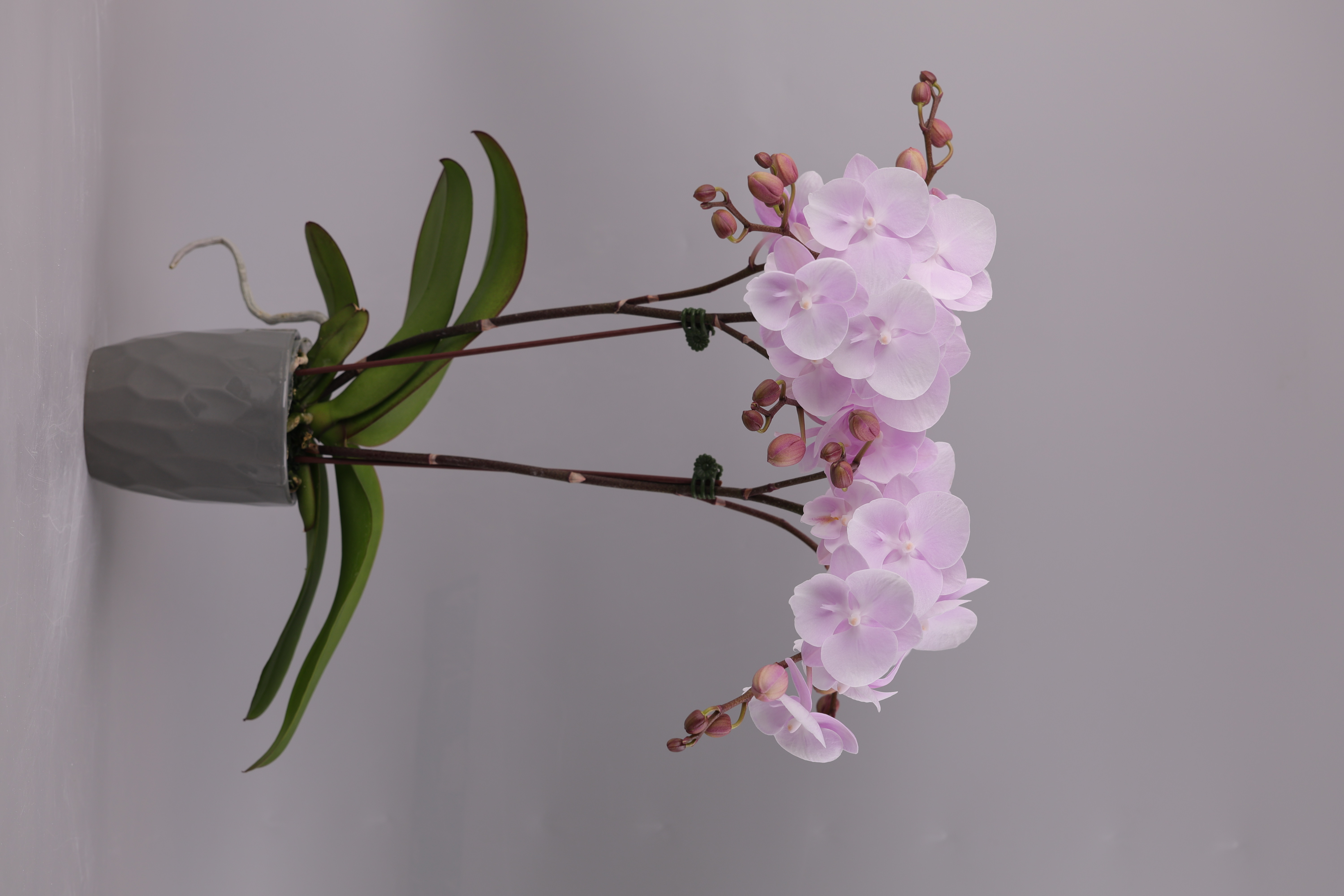 I6-4 粉花蝴蝶蘭