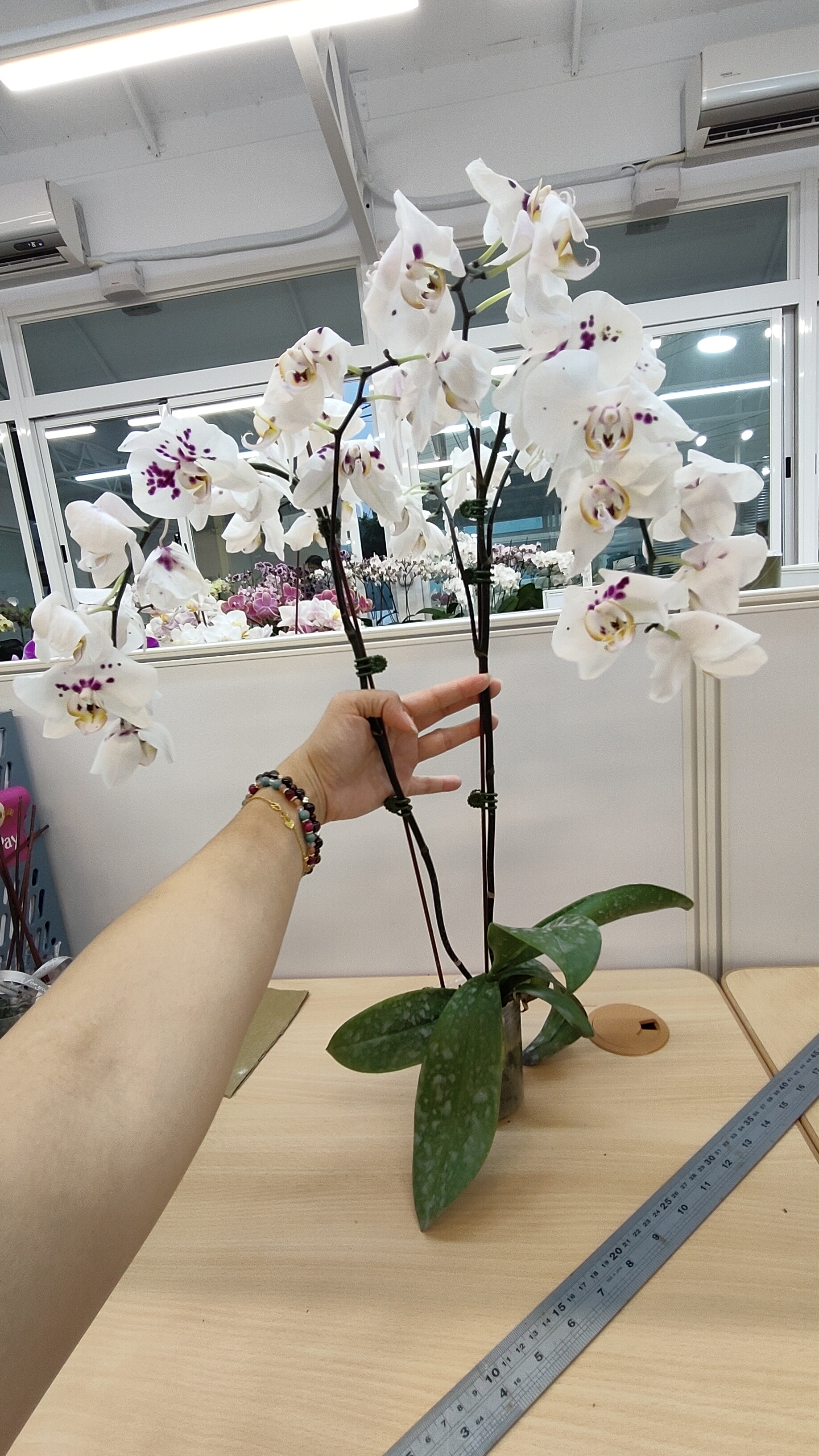 J219-3 大花深色蝴蝶蘭