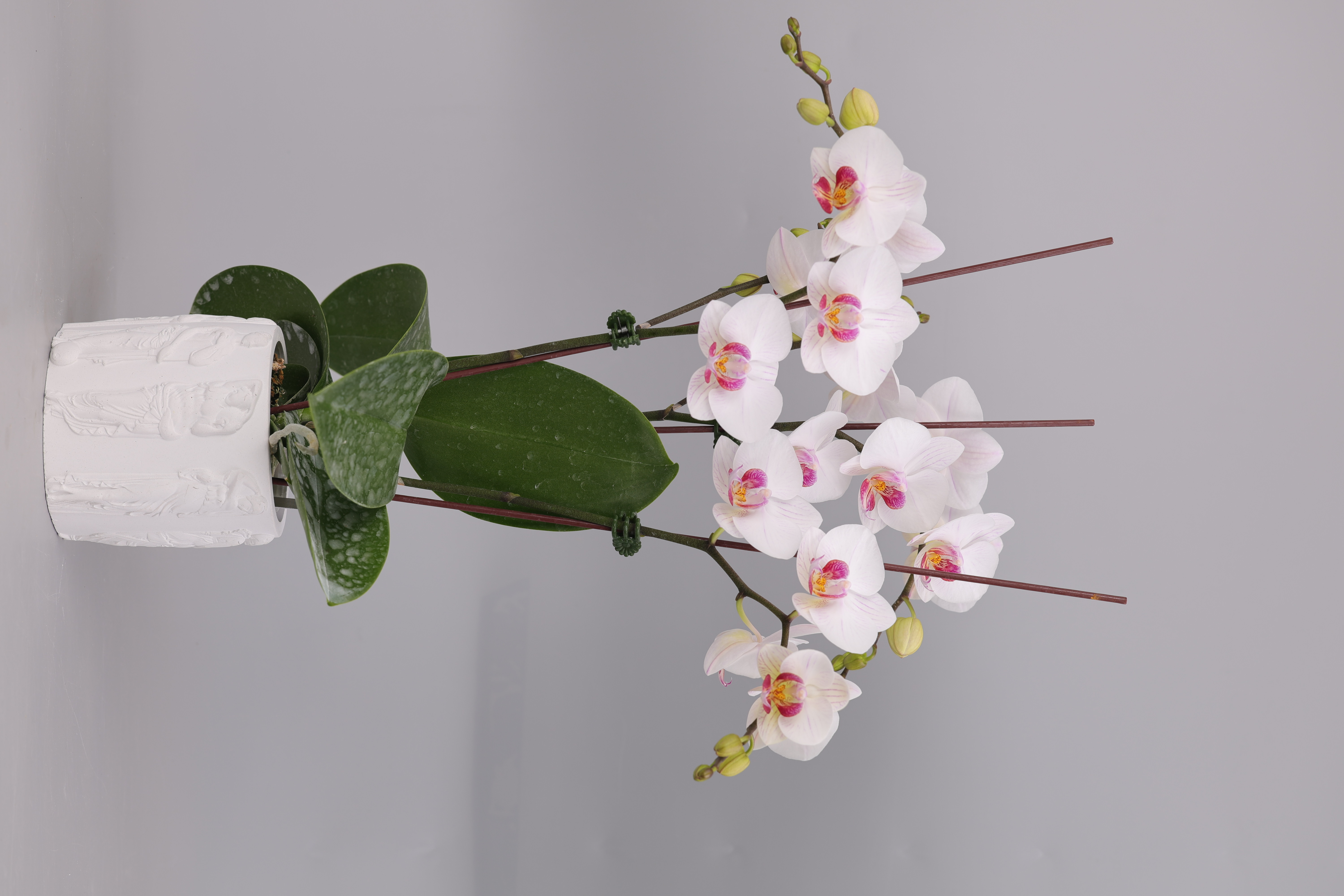J72-1 白花蝴蝶蘭