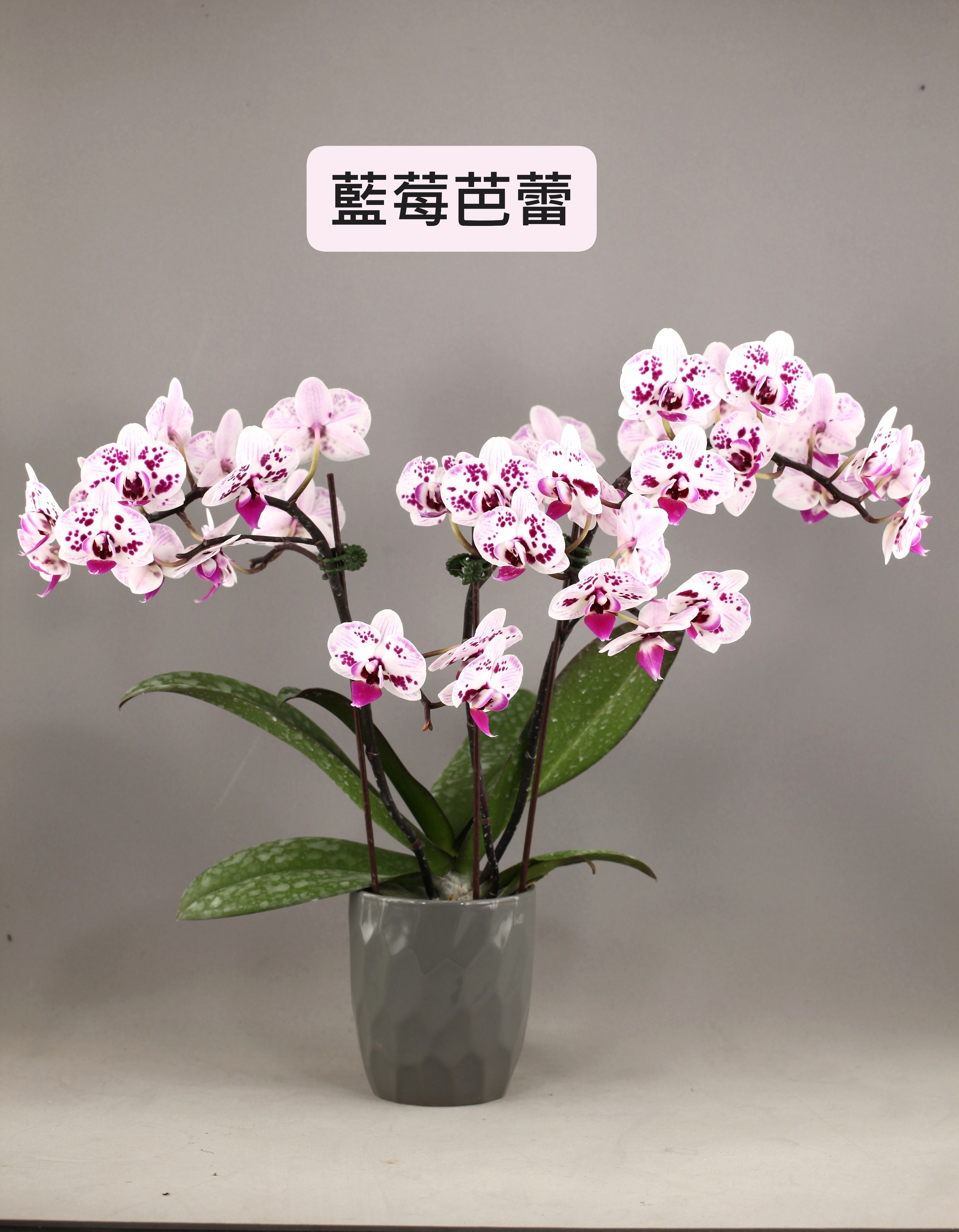 LH1407 深色斑點蝴蝶蘭