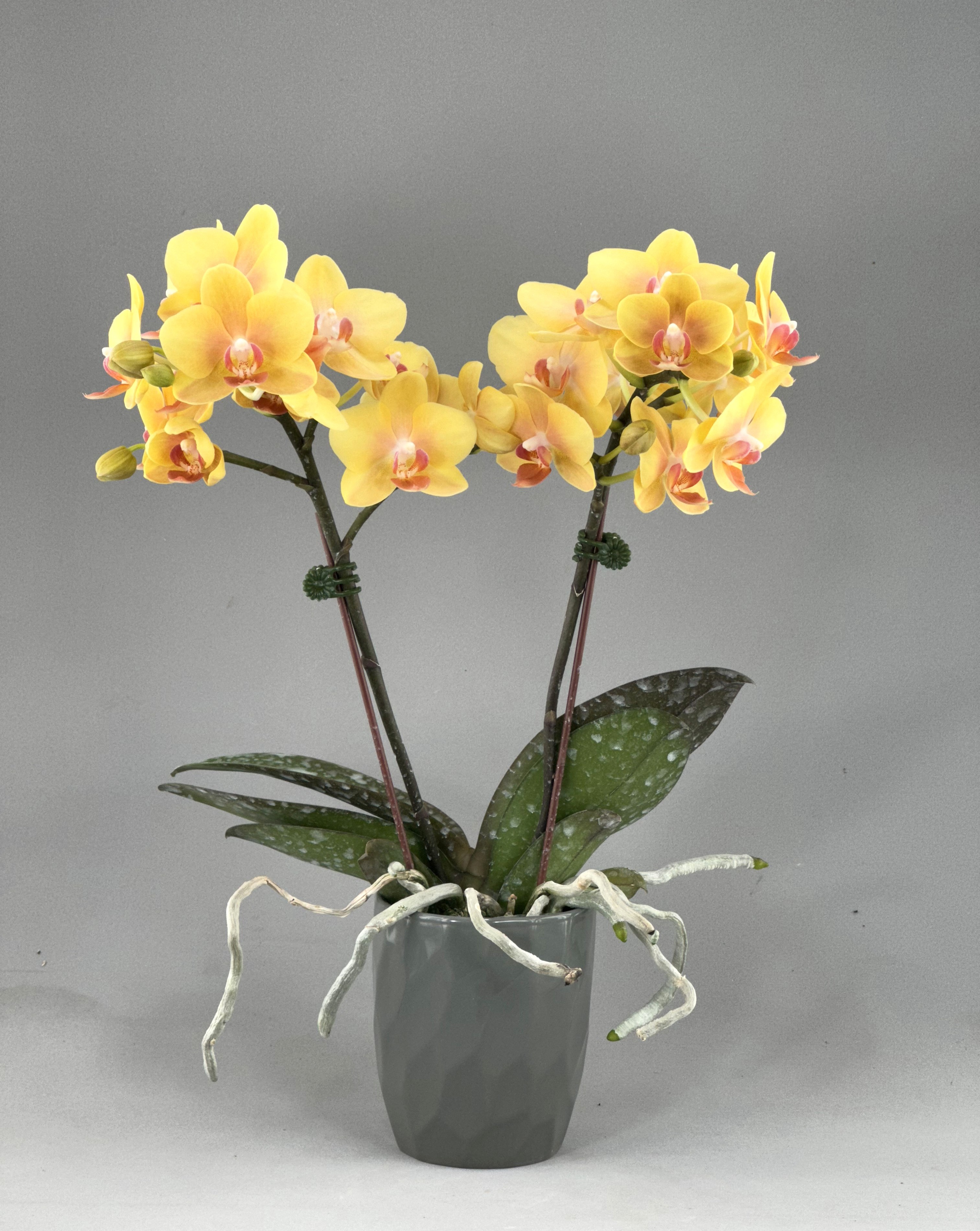 LH23 黃花蝴蝶蘭