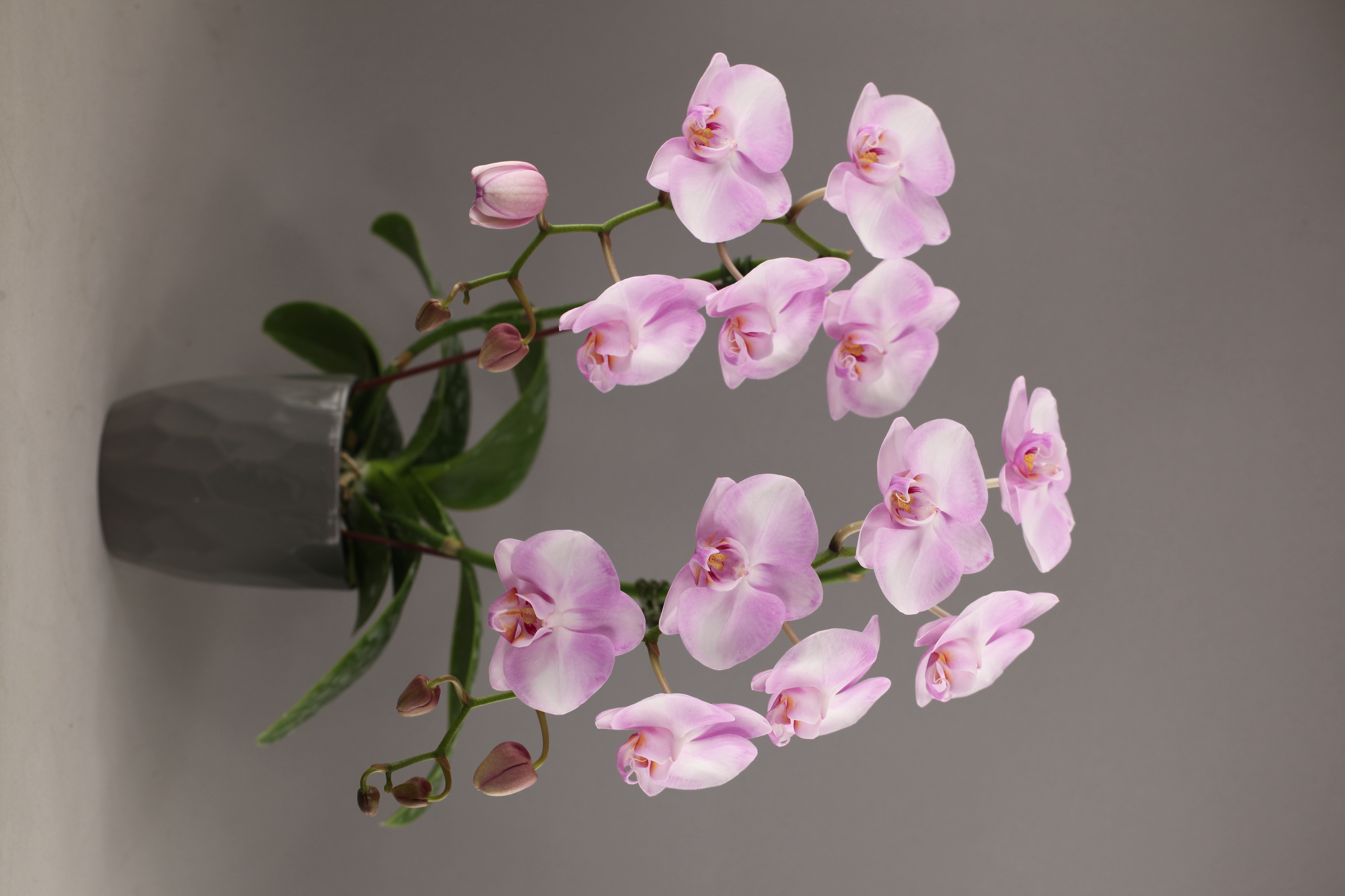 LH380 粉花蝴蝶蘭