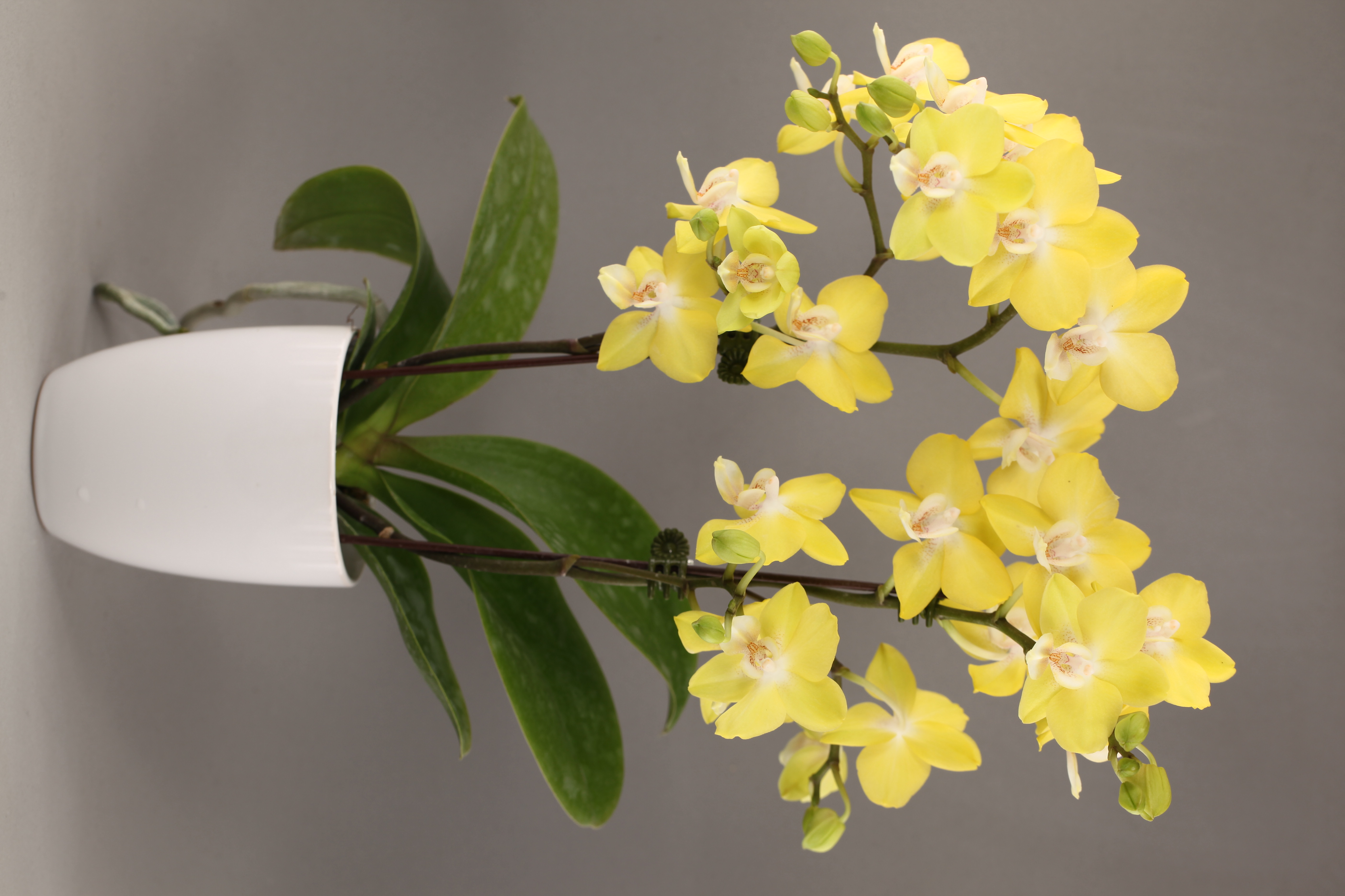 LH508 黃花香蝴蝶蘭