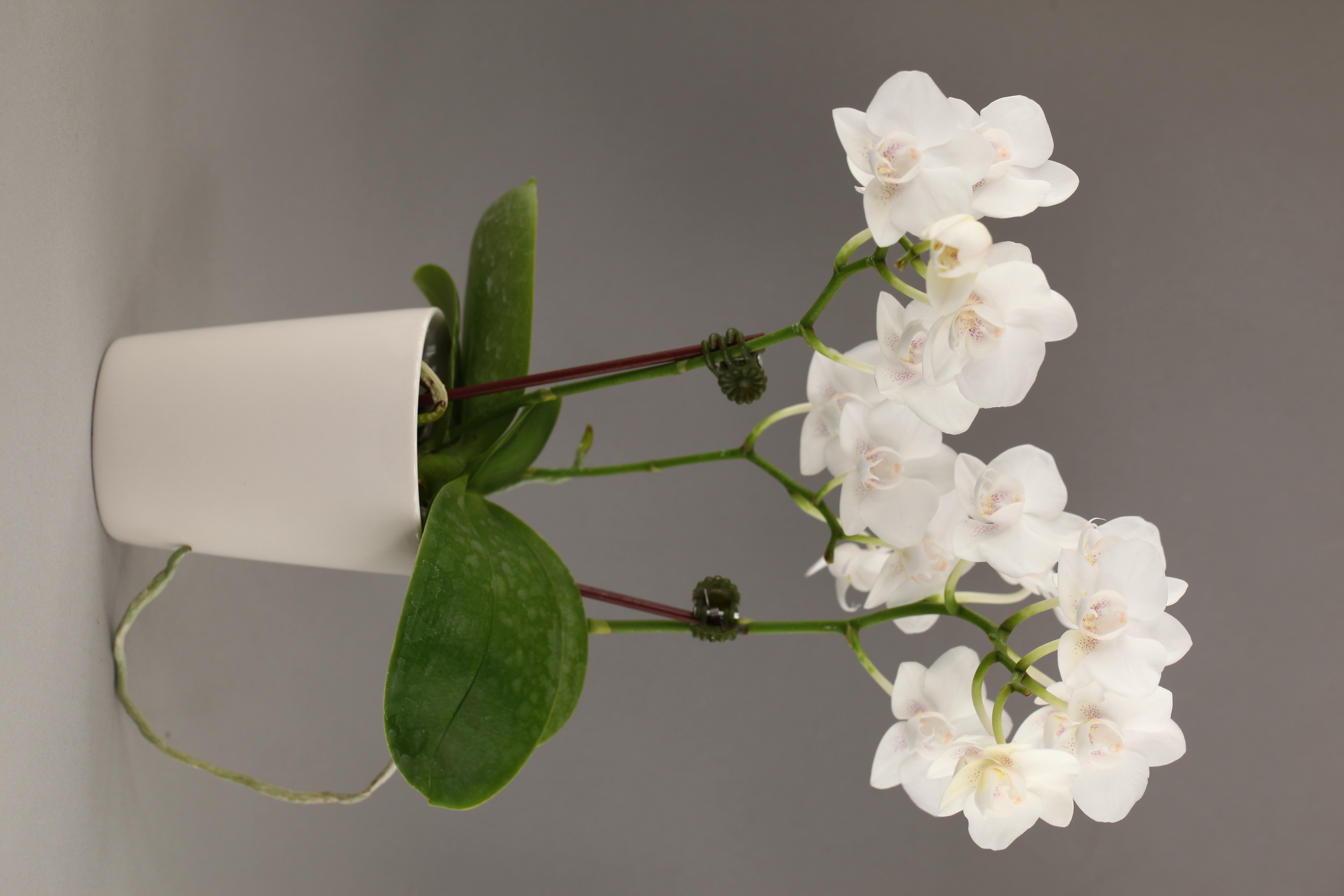 LH9579 白花蝴蝶蘭